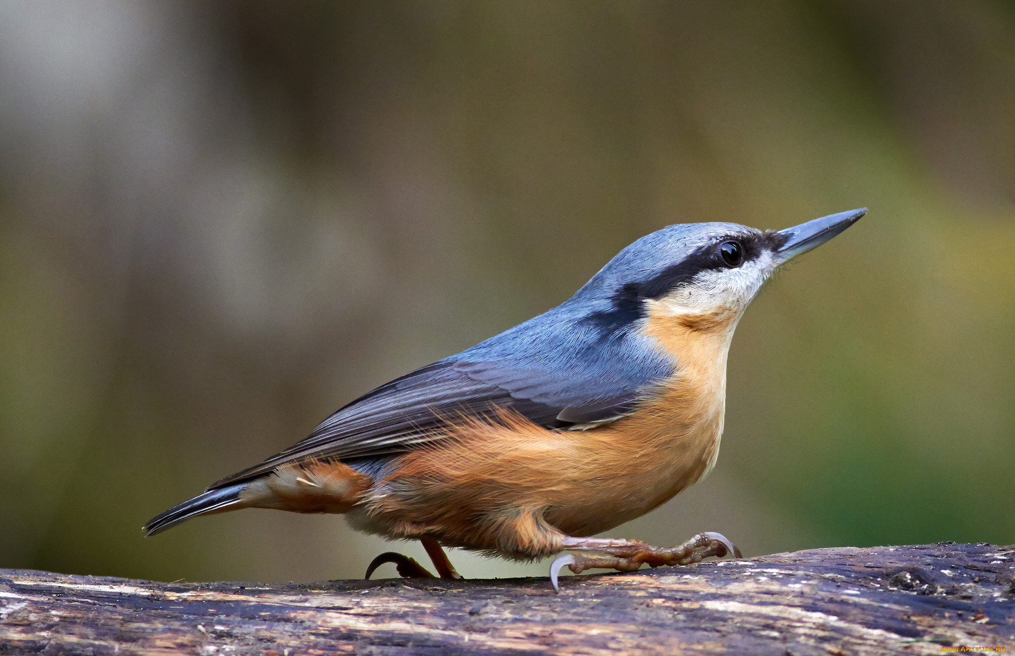 животные, поползни, птичка