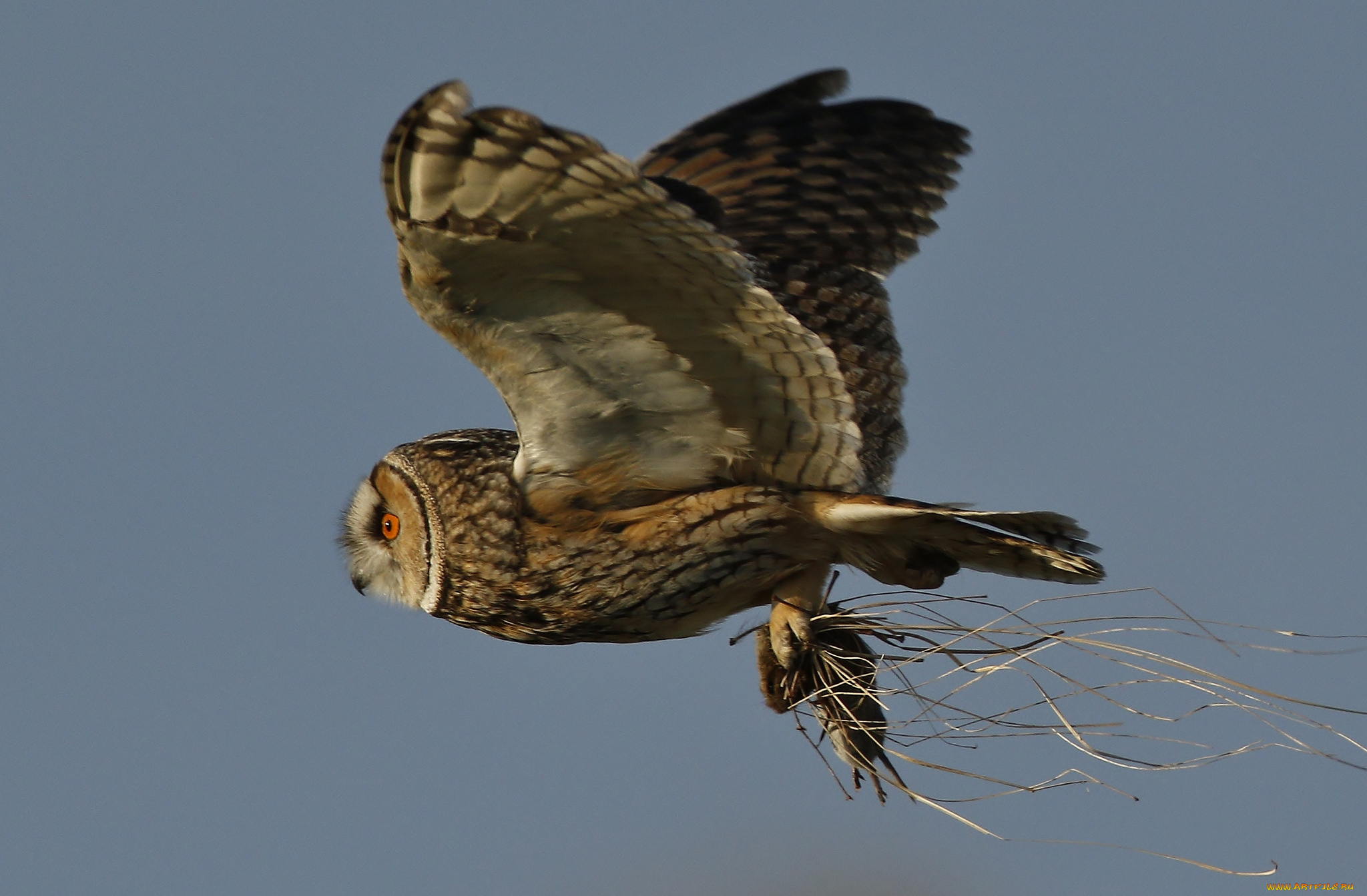 животные, совы, птичка