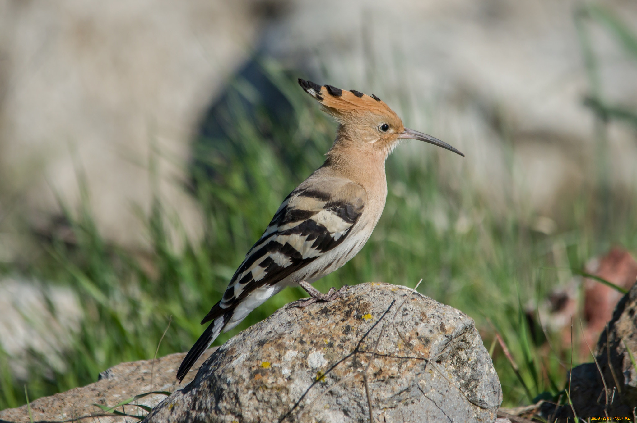 животные, удоды, птичка