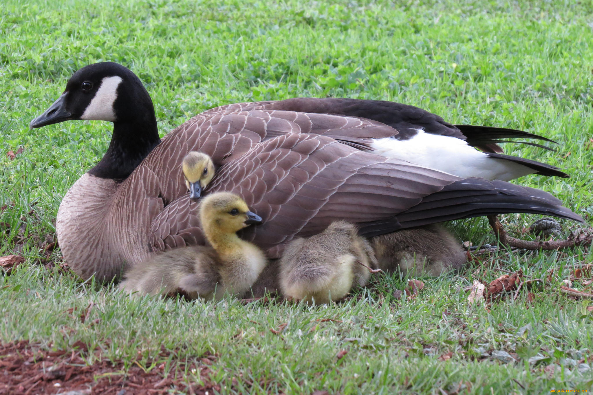 животные, гуси, птичка