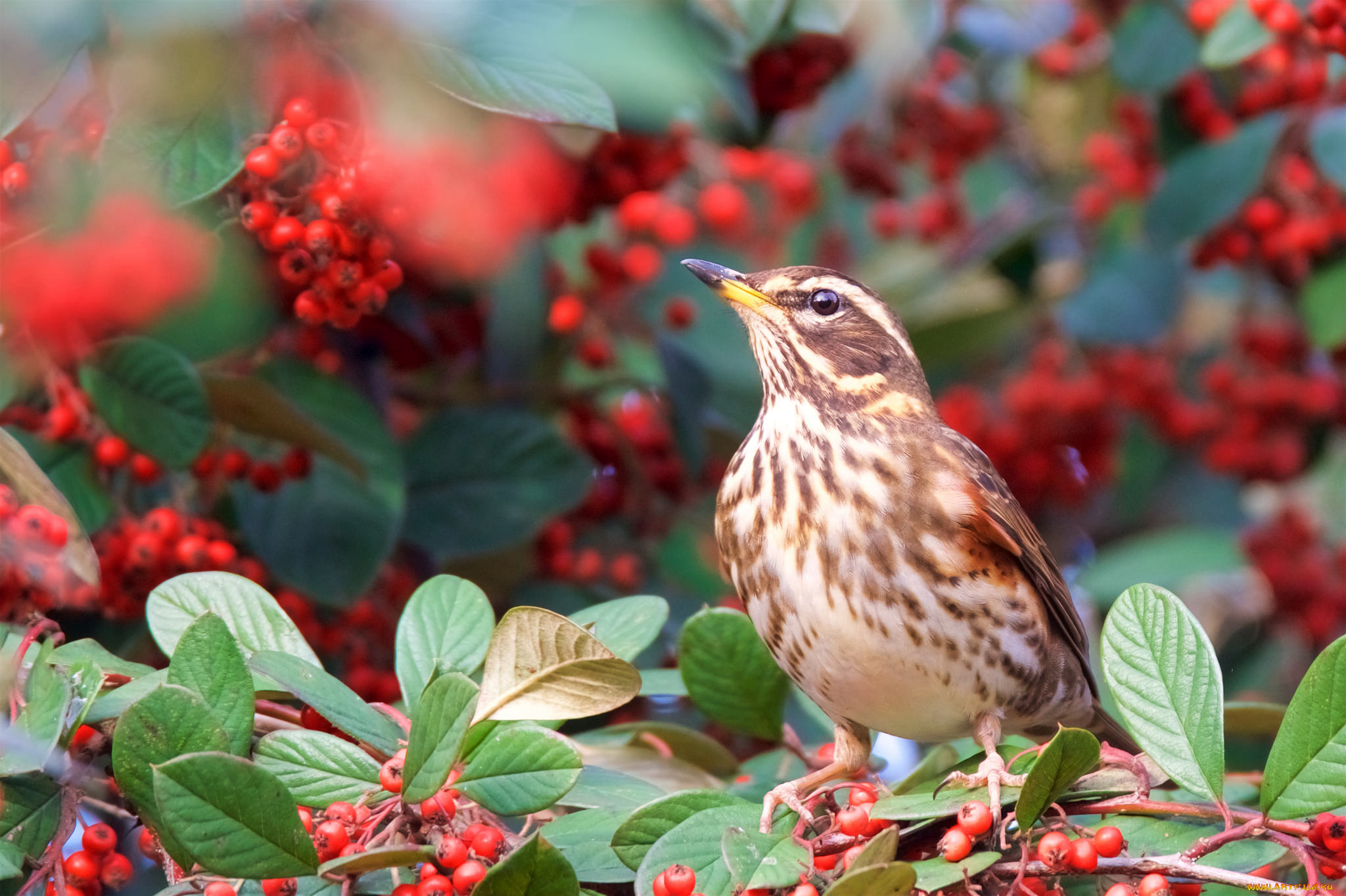 животные, птицы, птичка