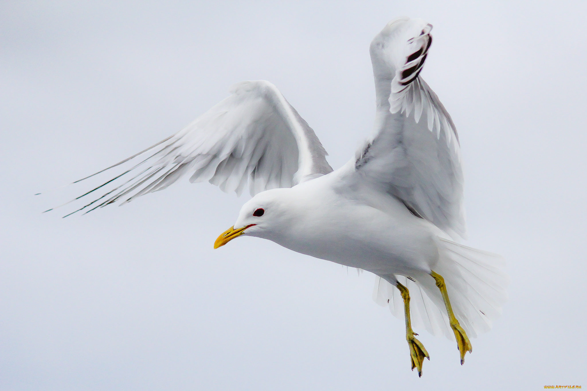 животные, Чайки, , бакланы, , крачки, птичка