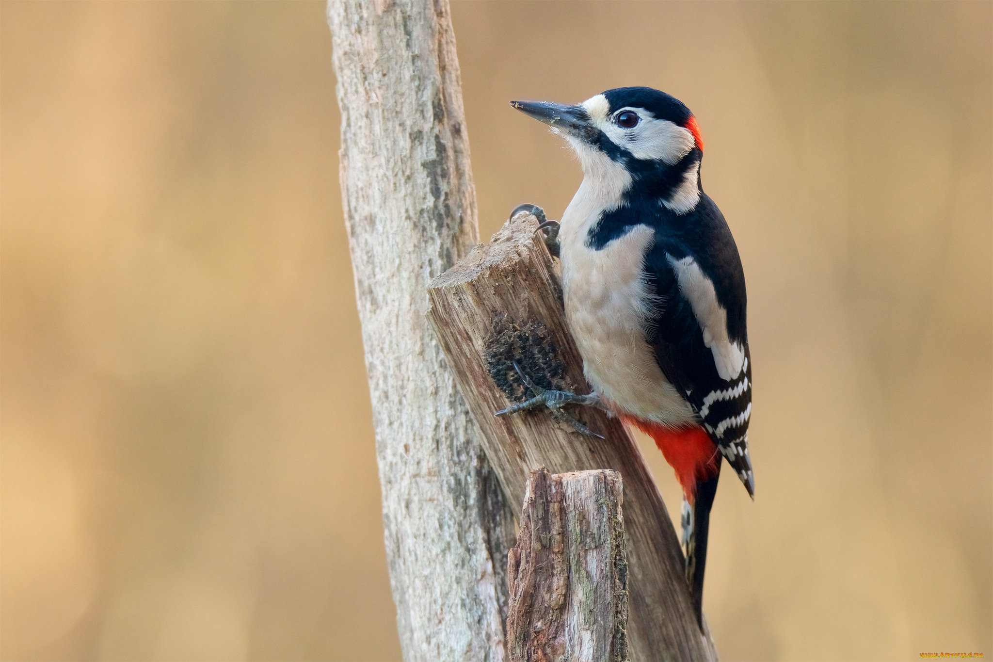 животные, дятлы, птичка