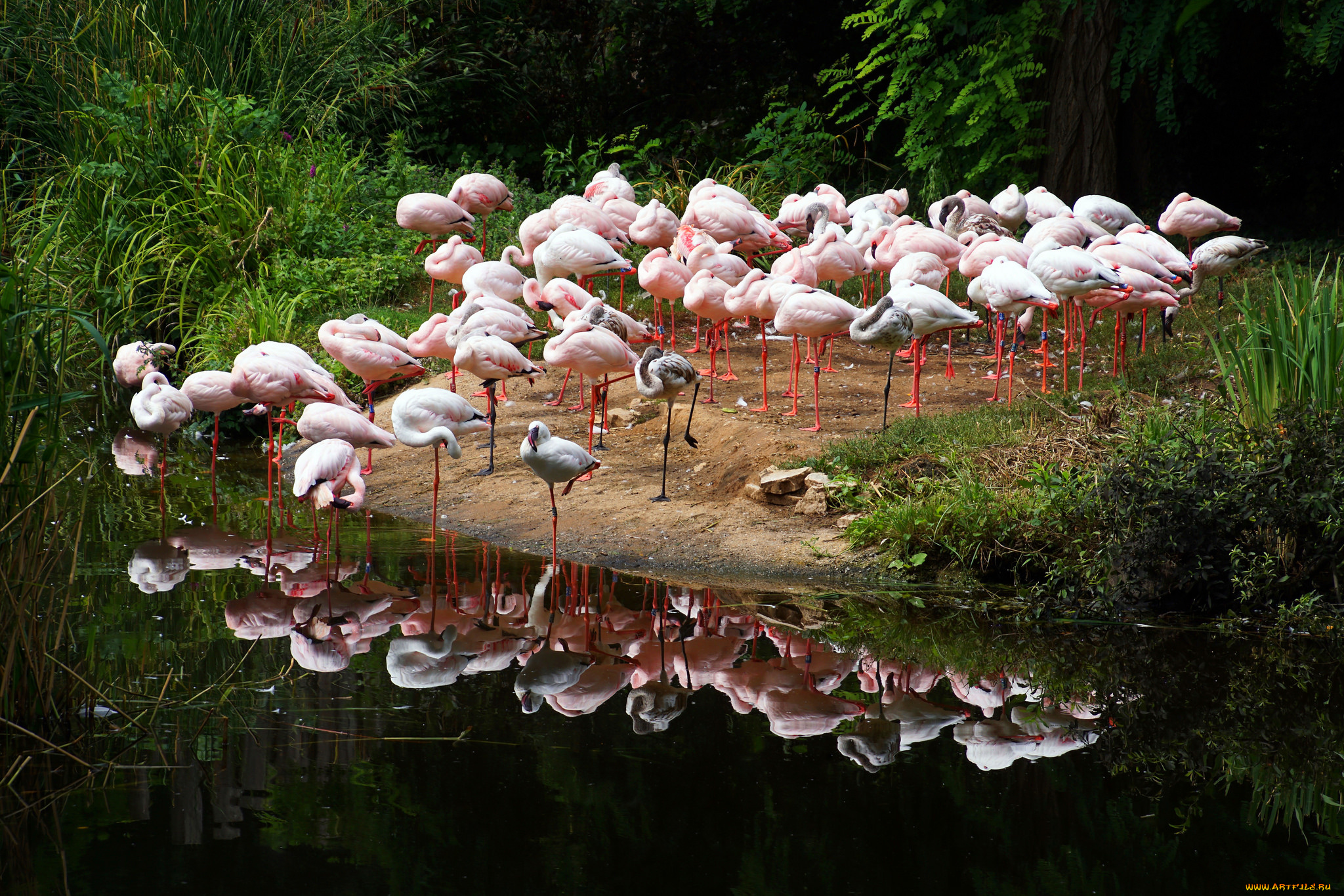 животные, фламинго, птичка