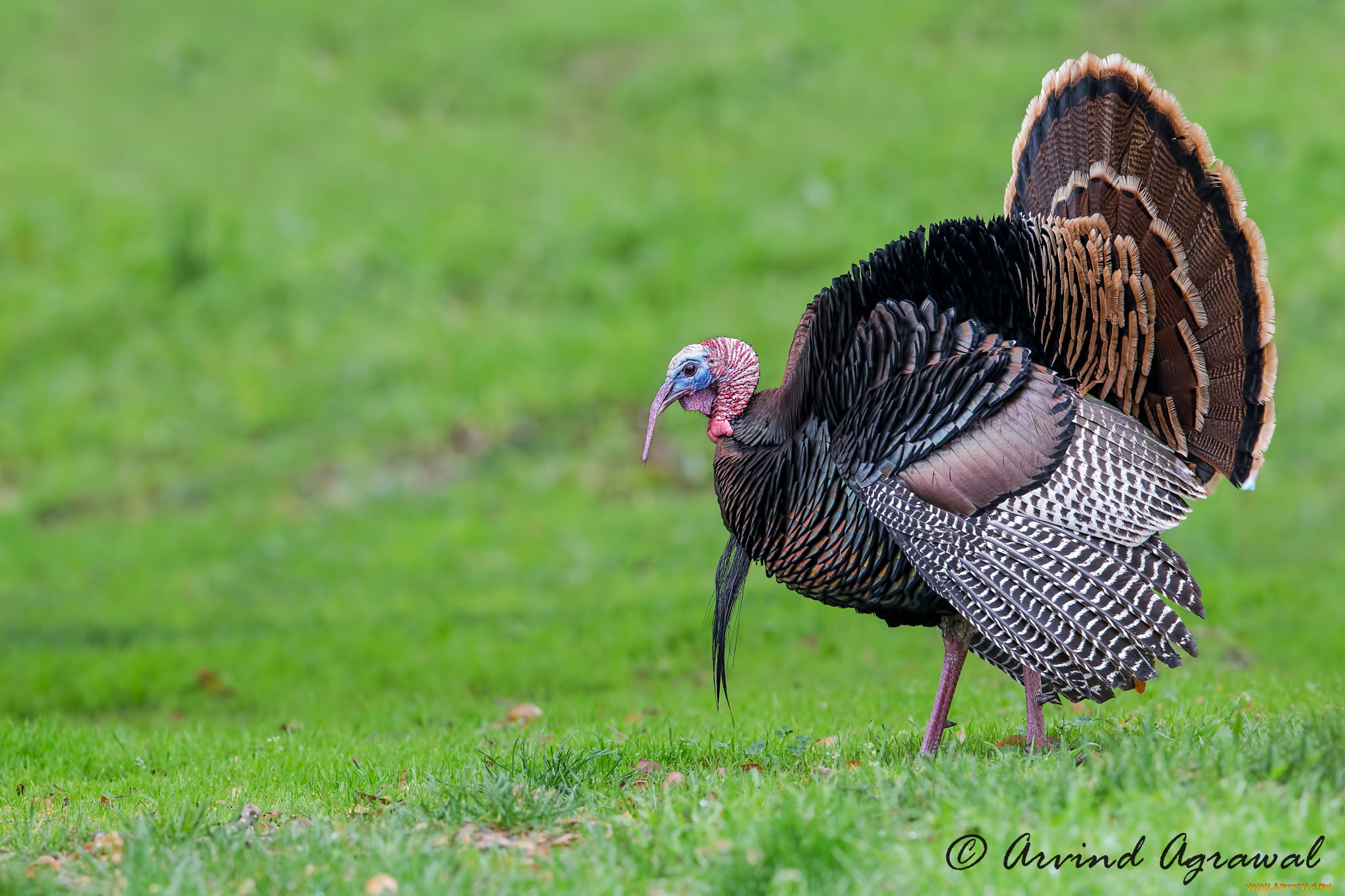 животные, индюки, птичка