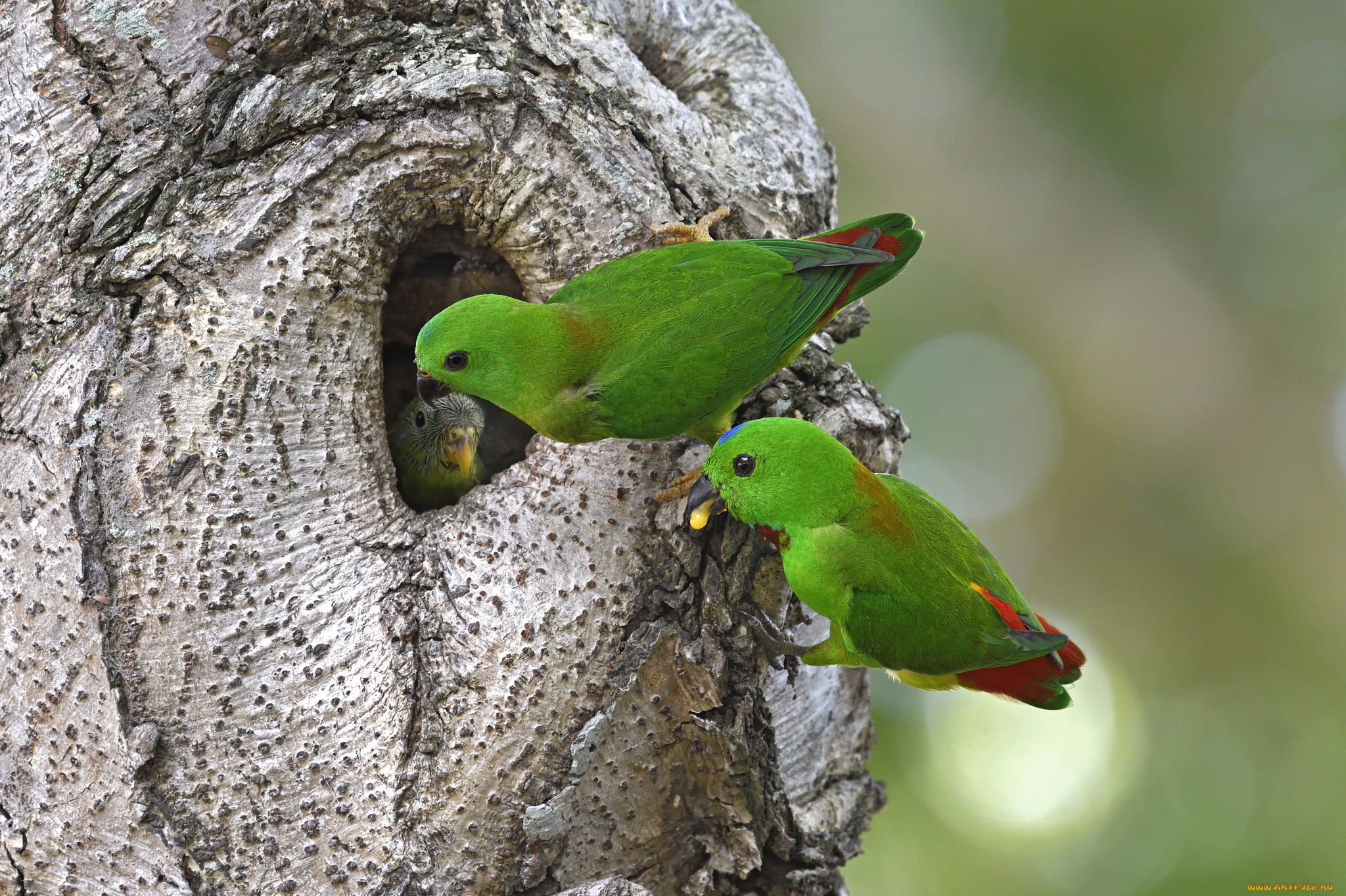 животные, попугаи, птичка