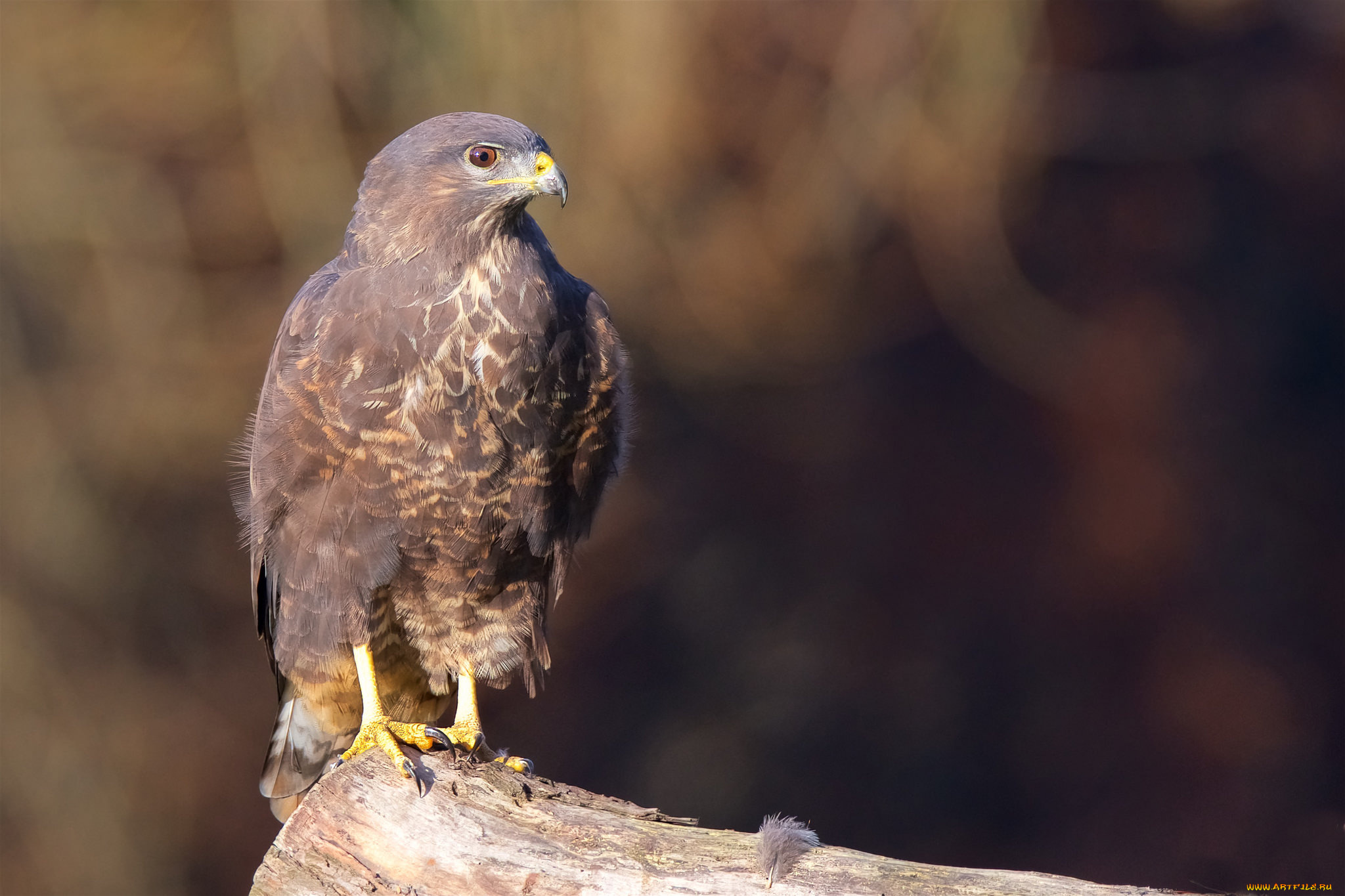 животные, птицы, -, хищники, птичка