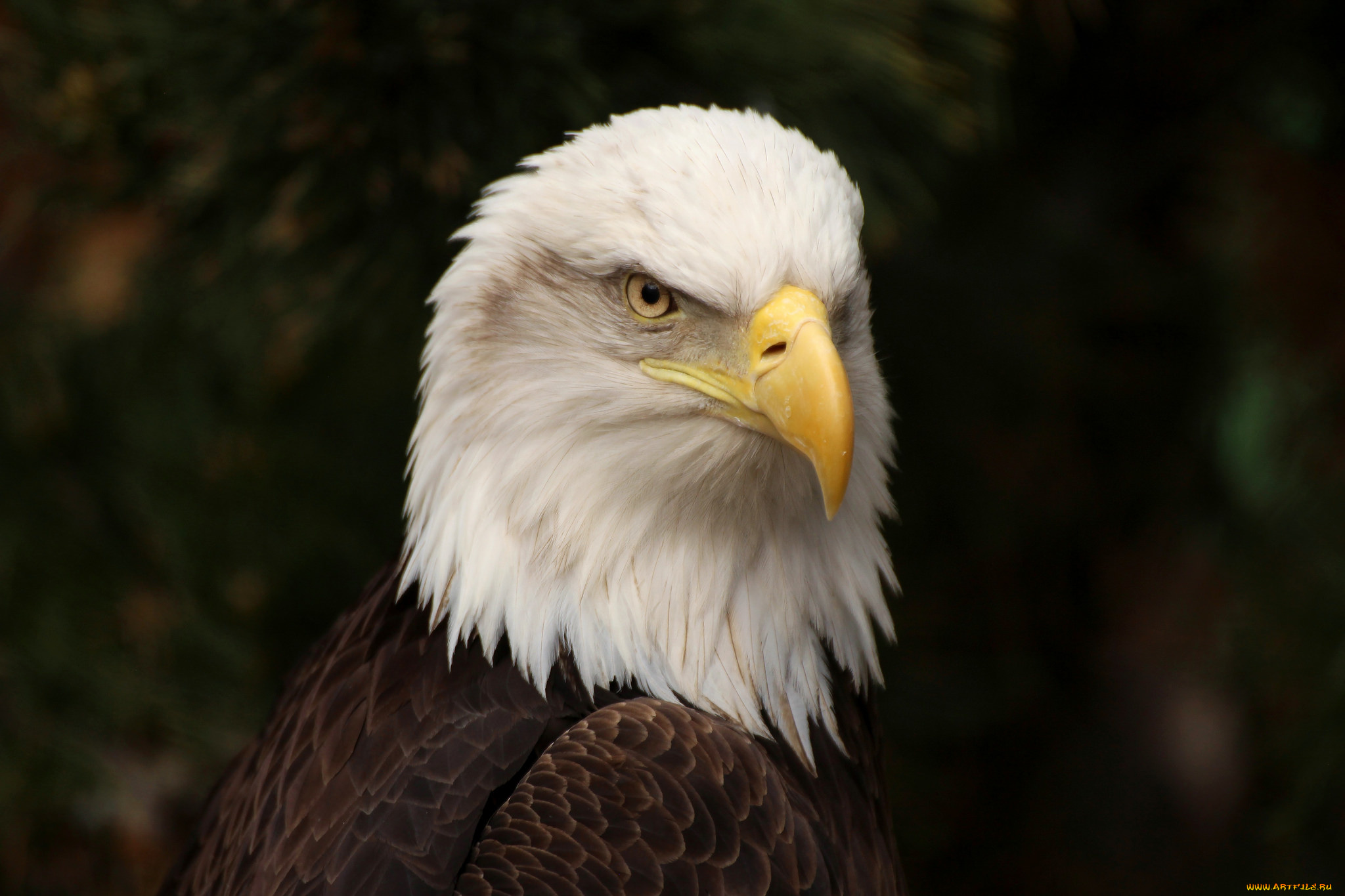 животные, птицы, -, хищники, птичка