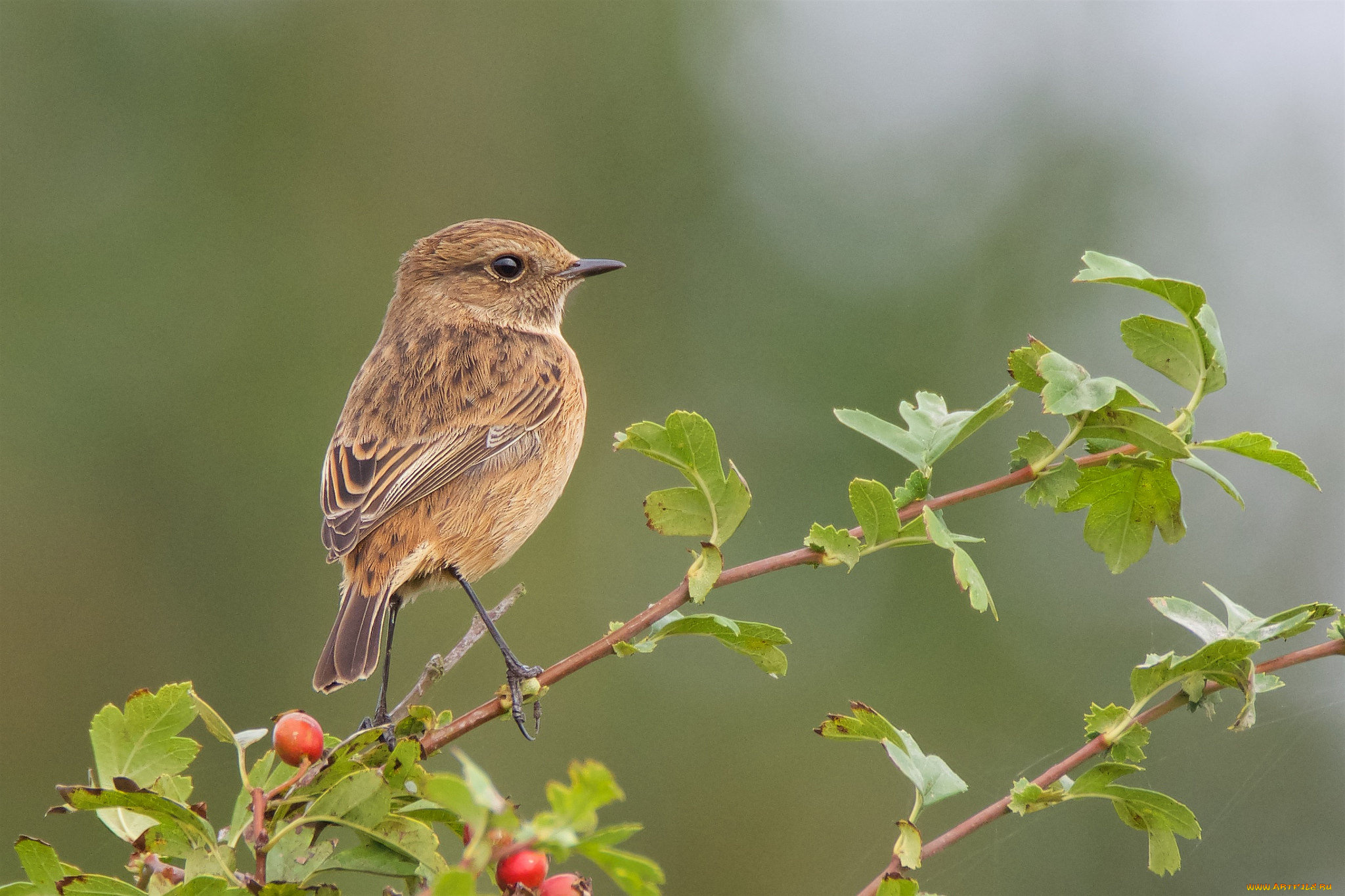 животные, птицы, птичка