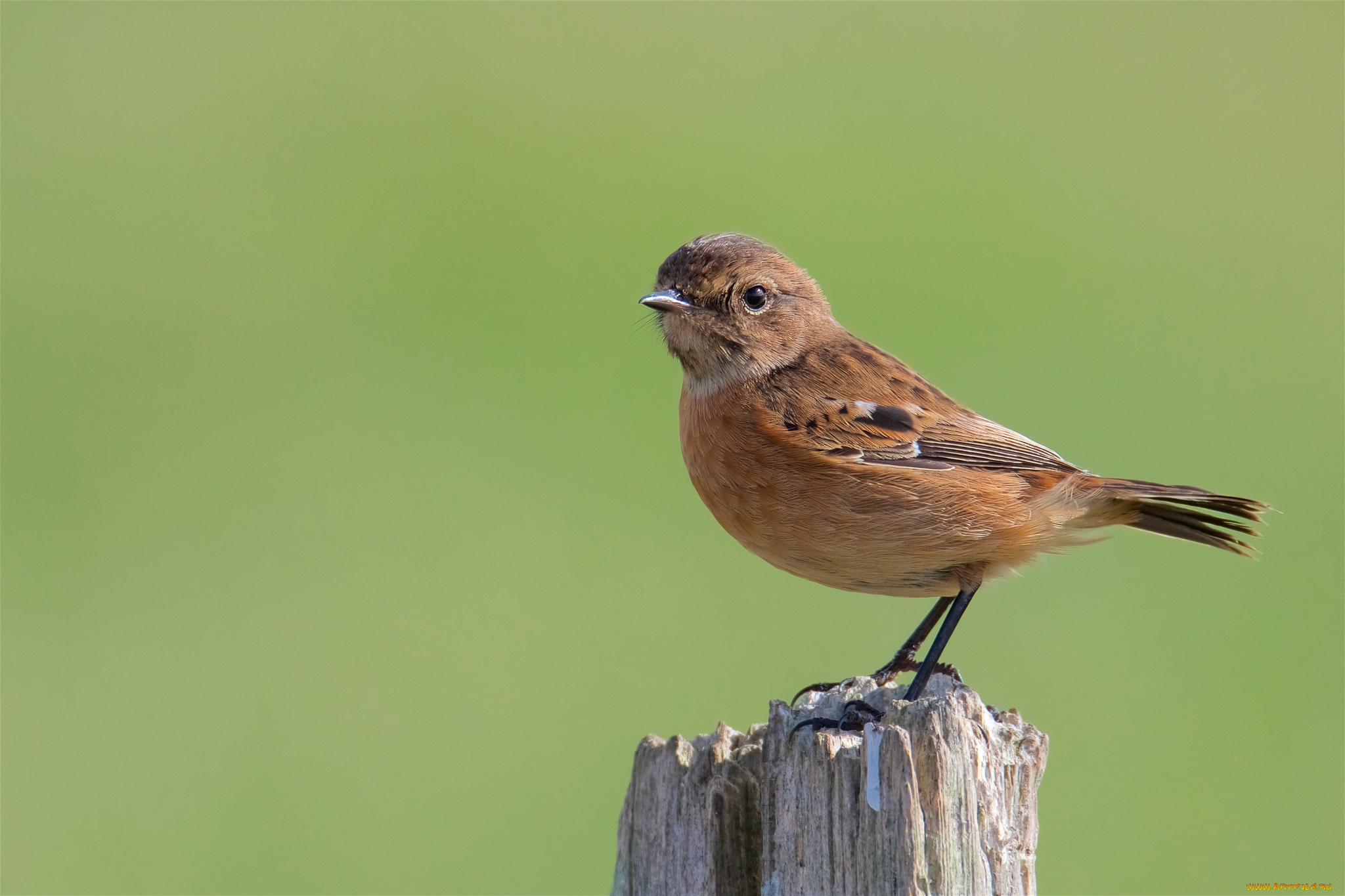 животные, птицы, птичка