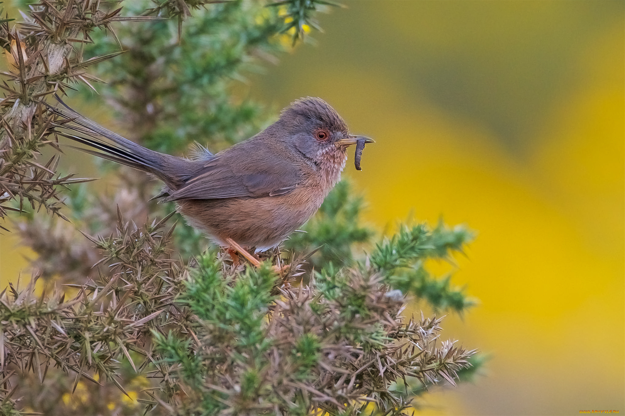 животные, птицы, птичка