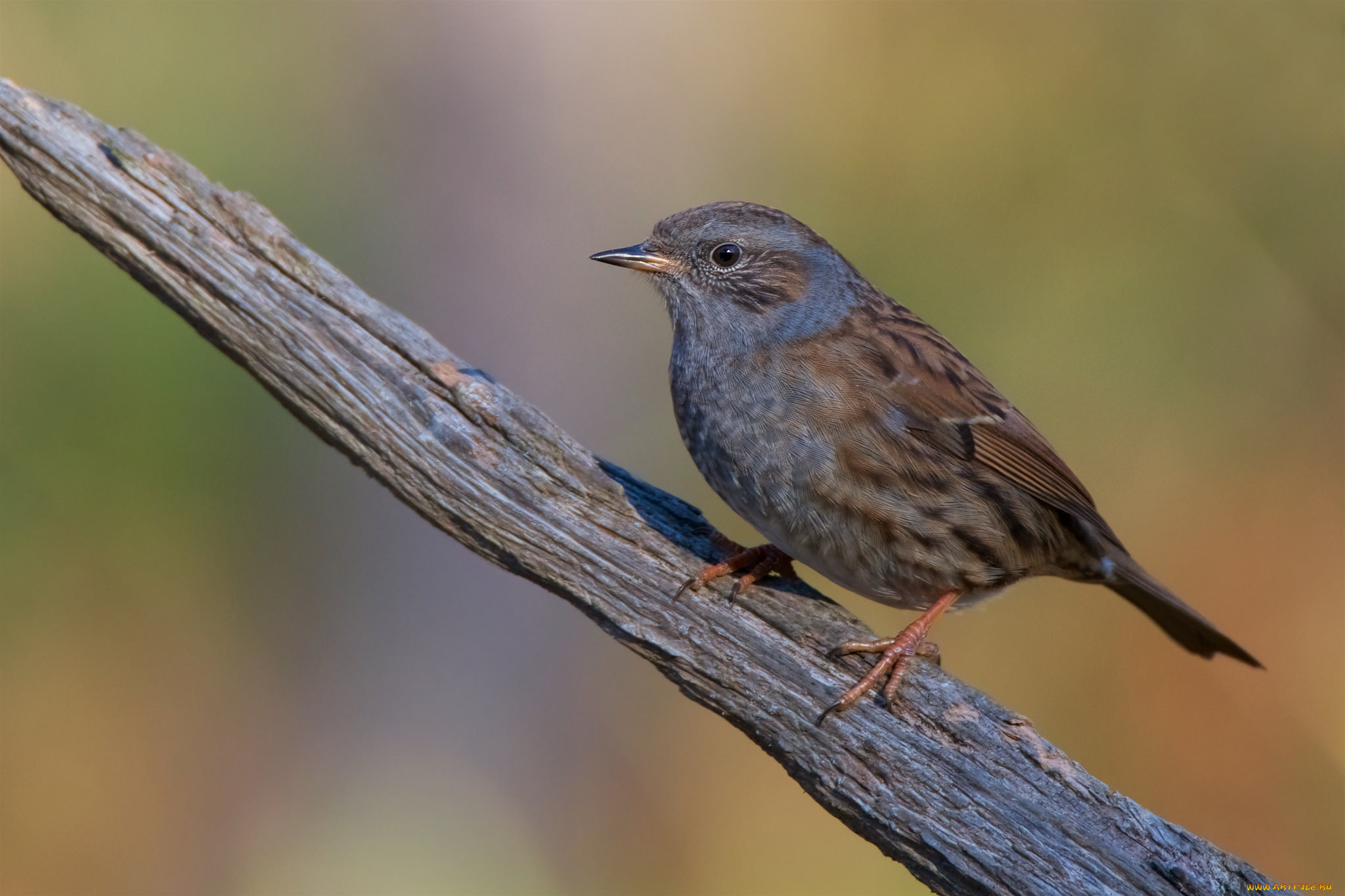животные, птицы, птичка