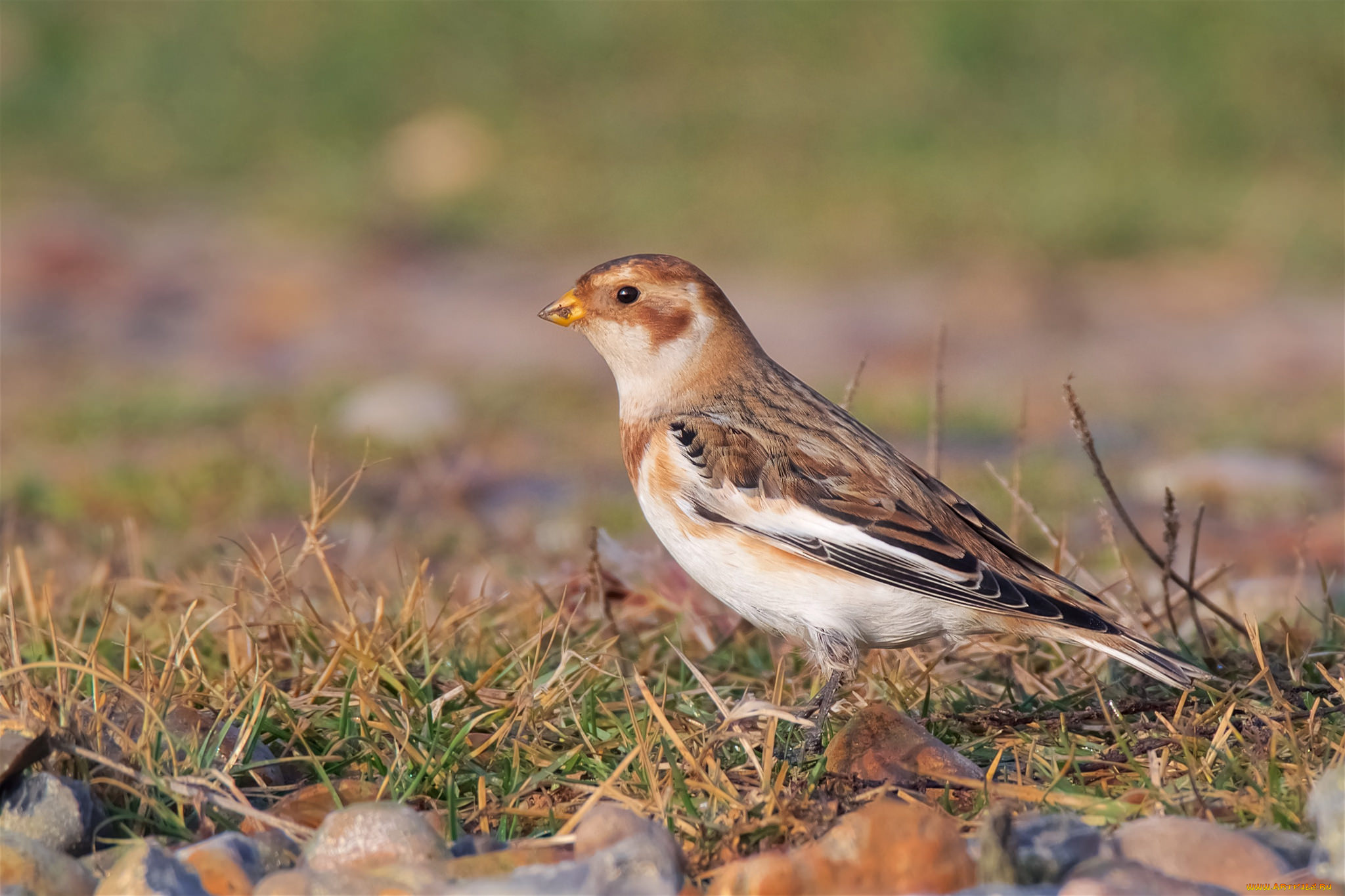 животные, птицы, птичка