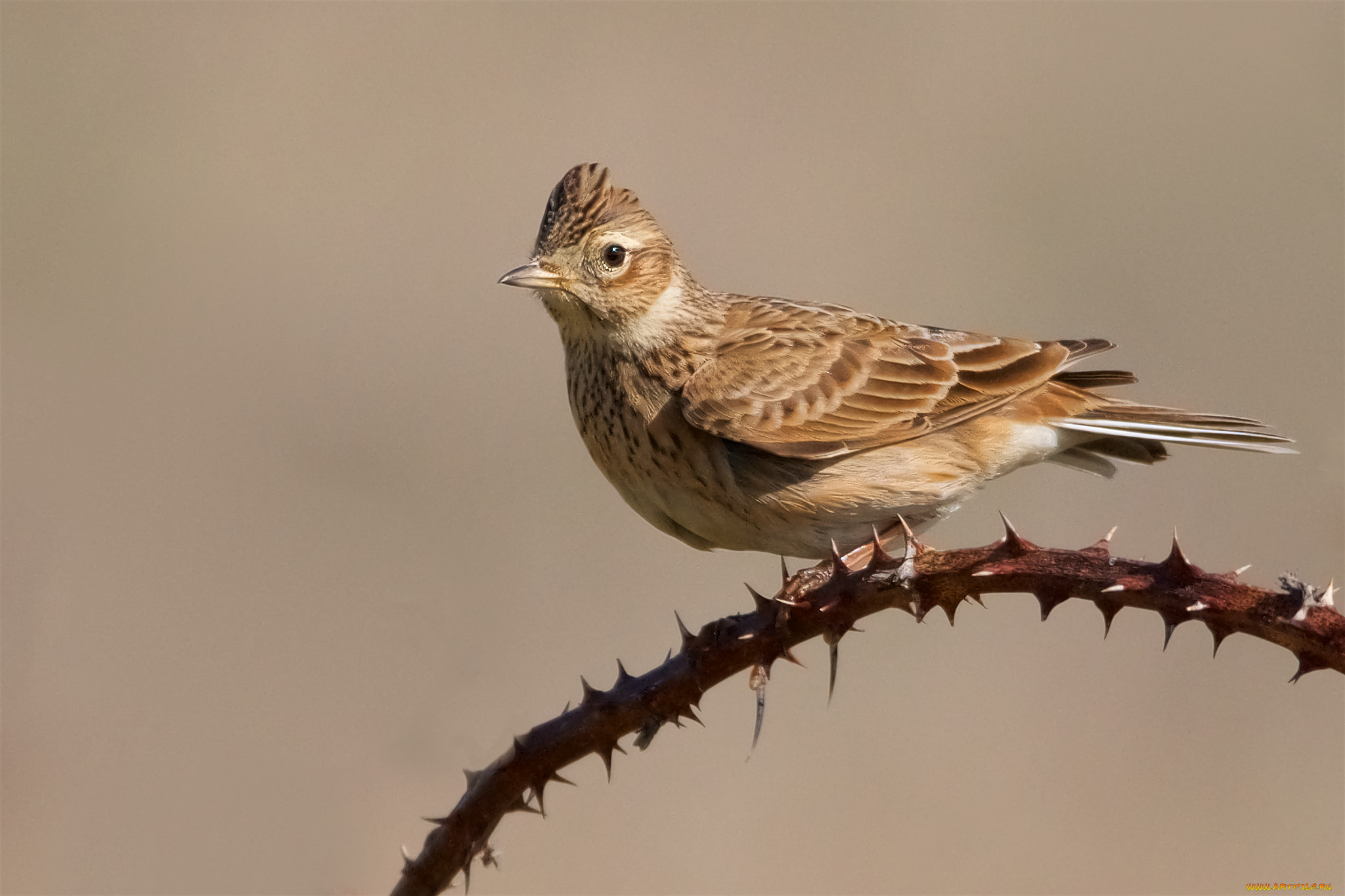 животные, птицы, птичка