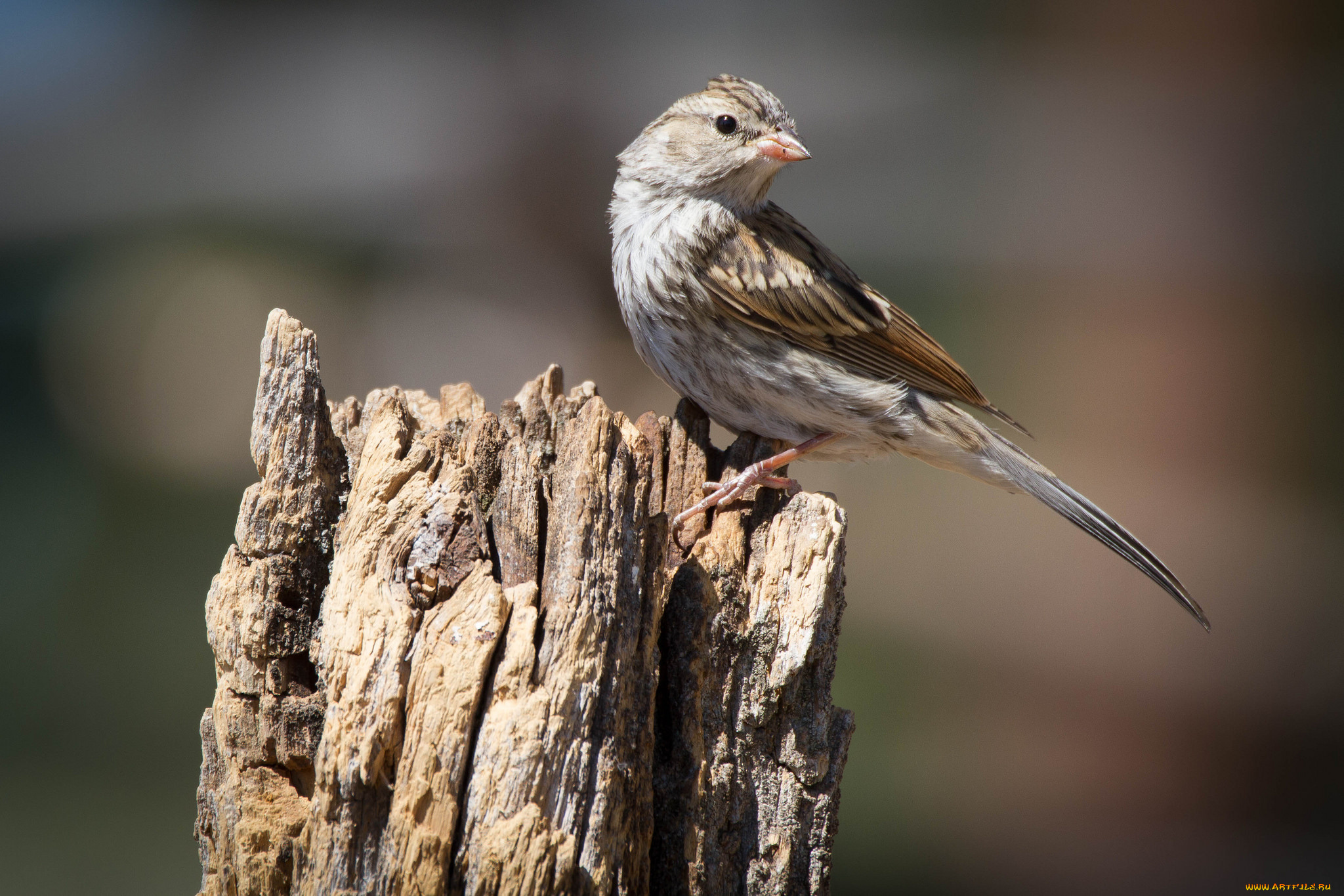 животные, птицы, птичка