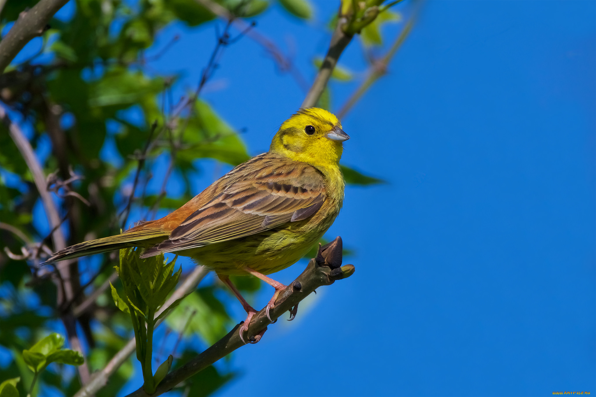 животные, птицы, птичка