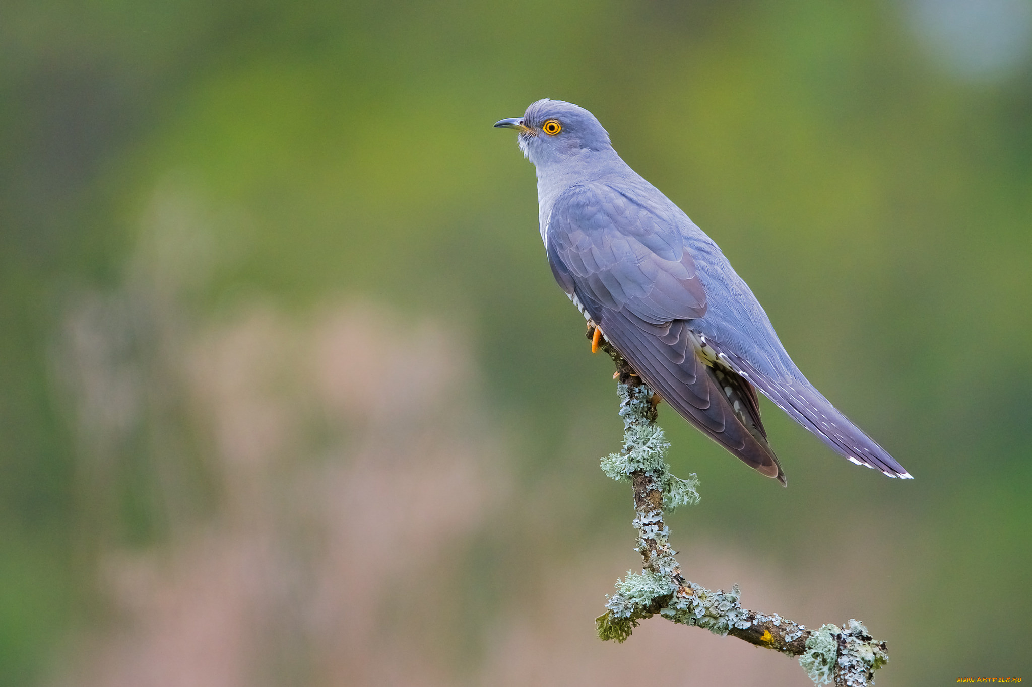 животные, птицы, птичка