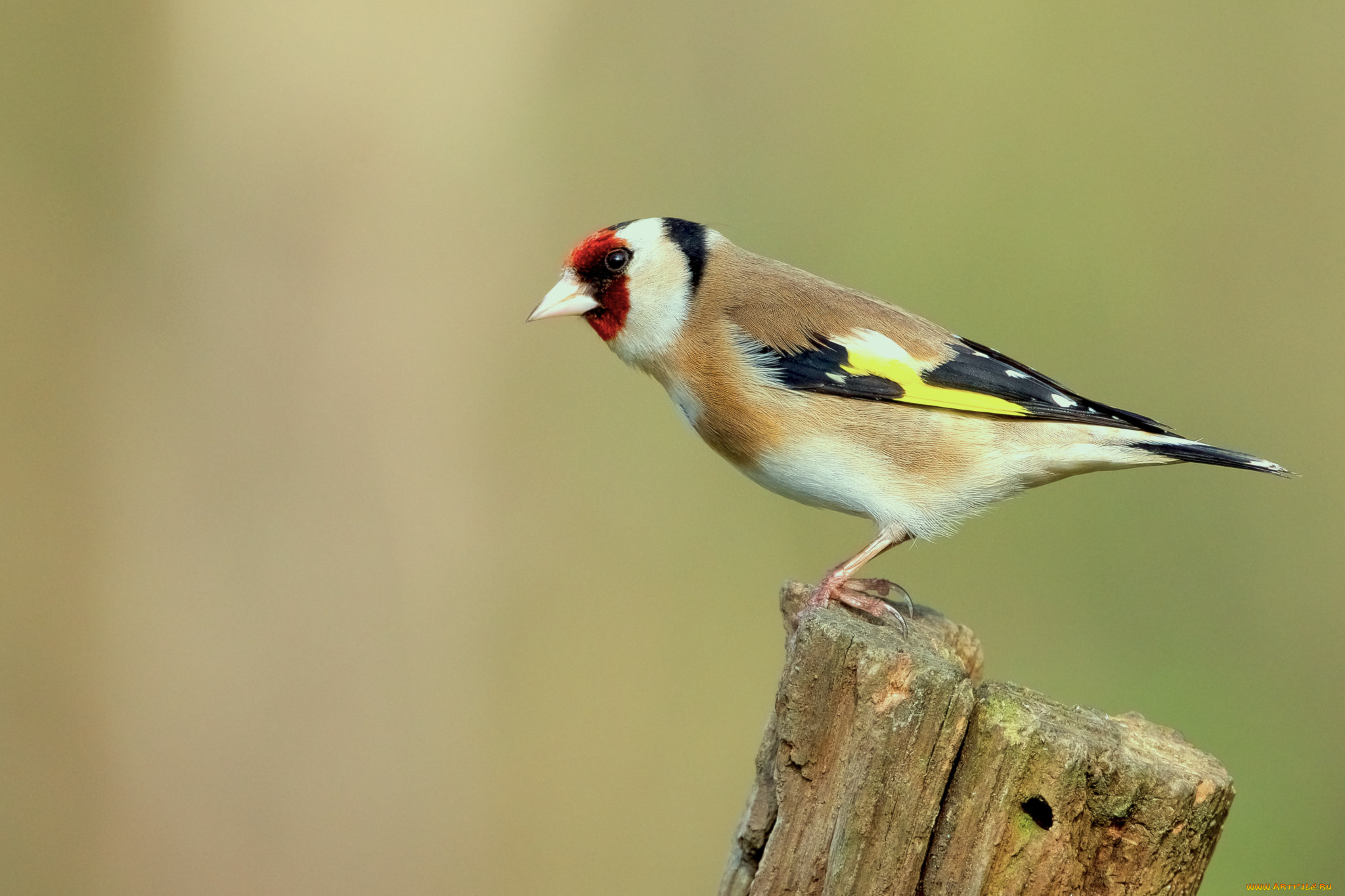 животные, щеглы, , чижи, птичка