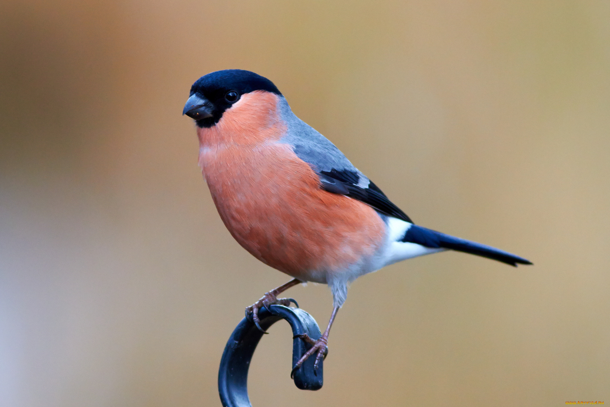 животные, снегири, птичка