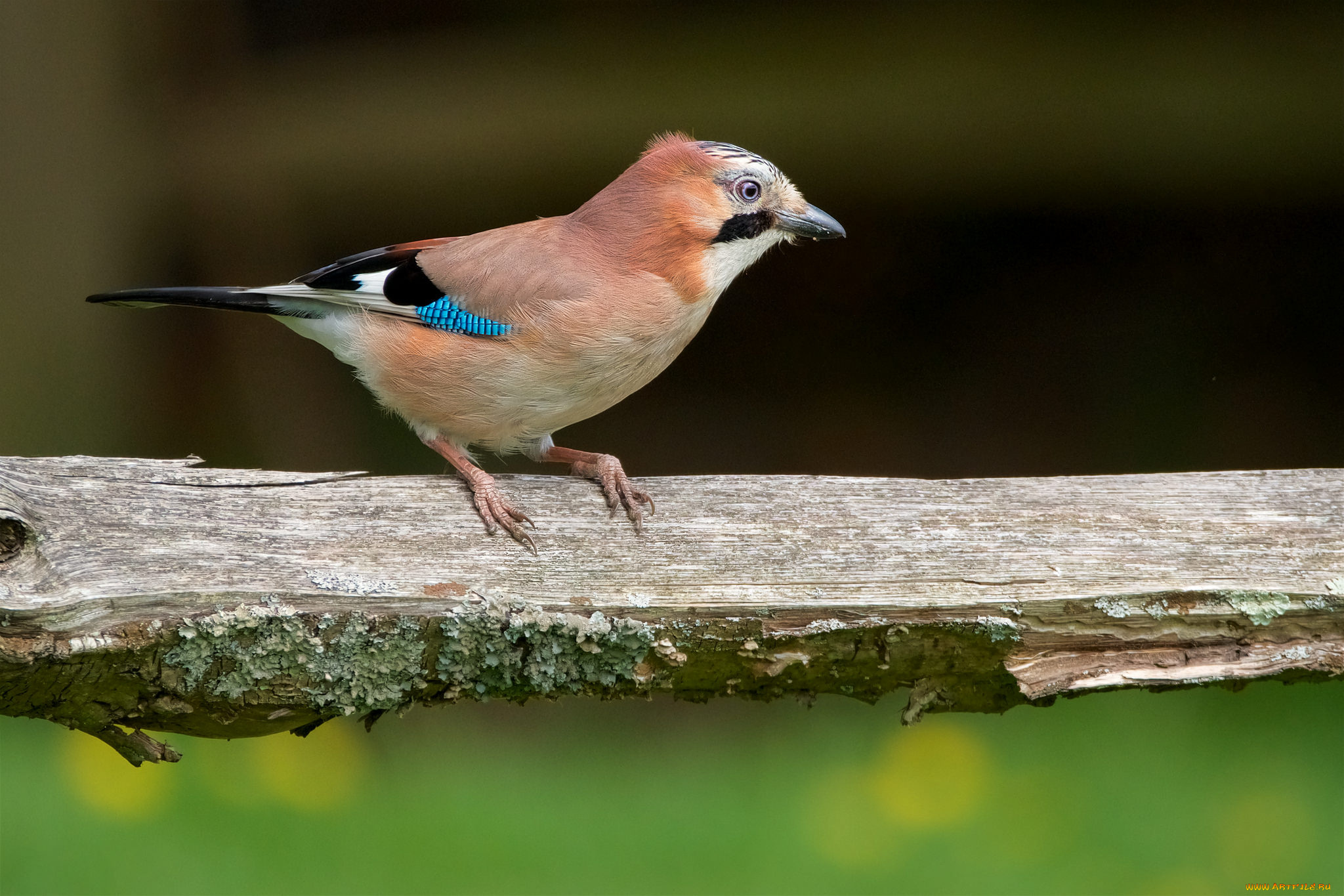 животные, сойки, птичка