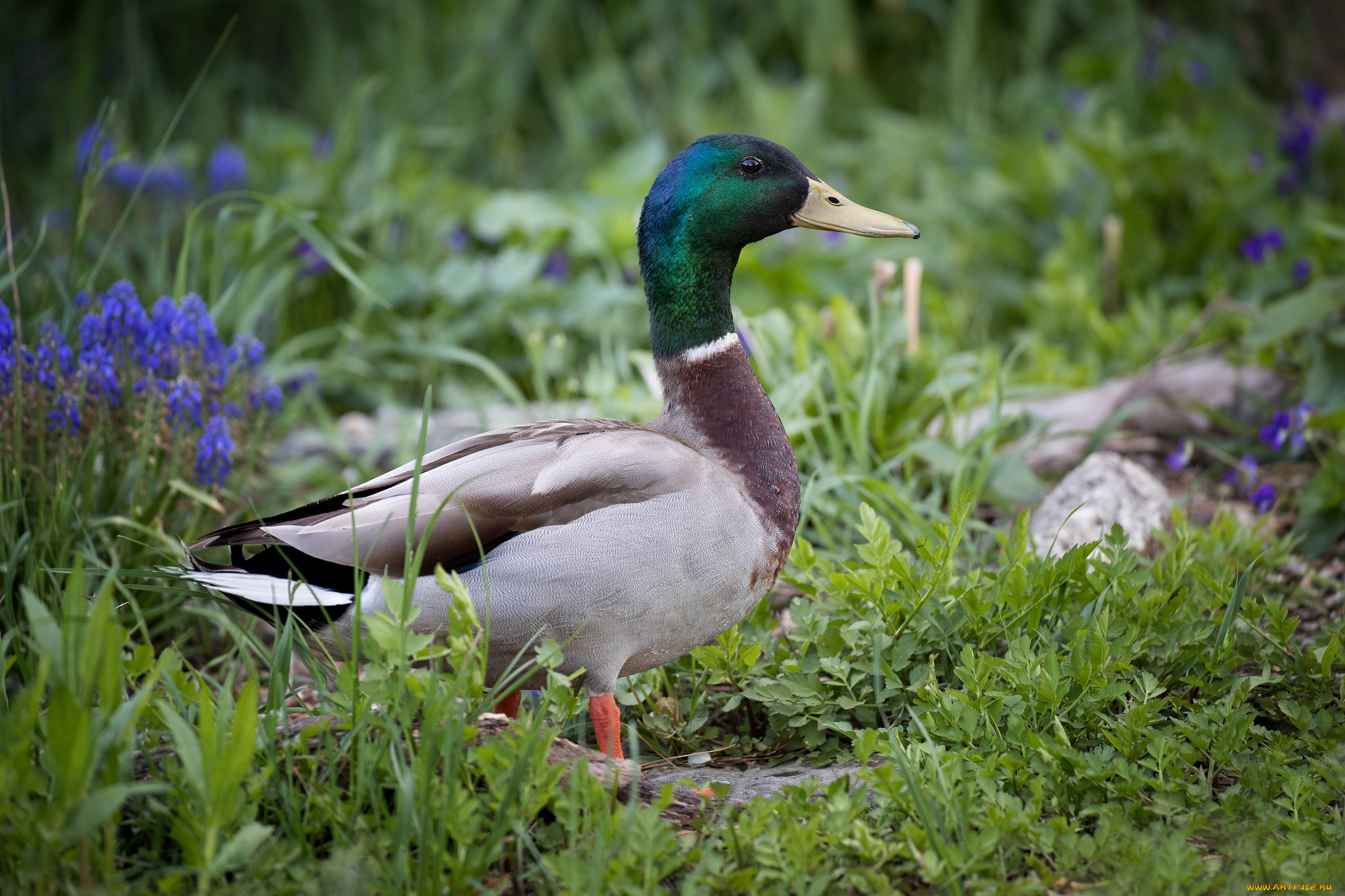животные, утки, птичка
