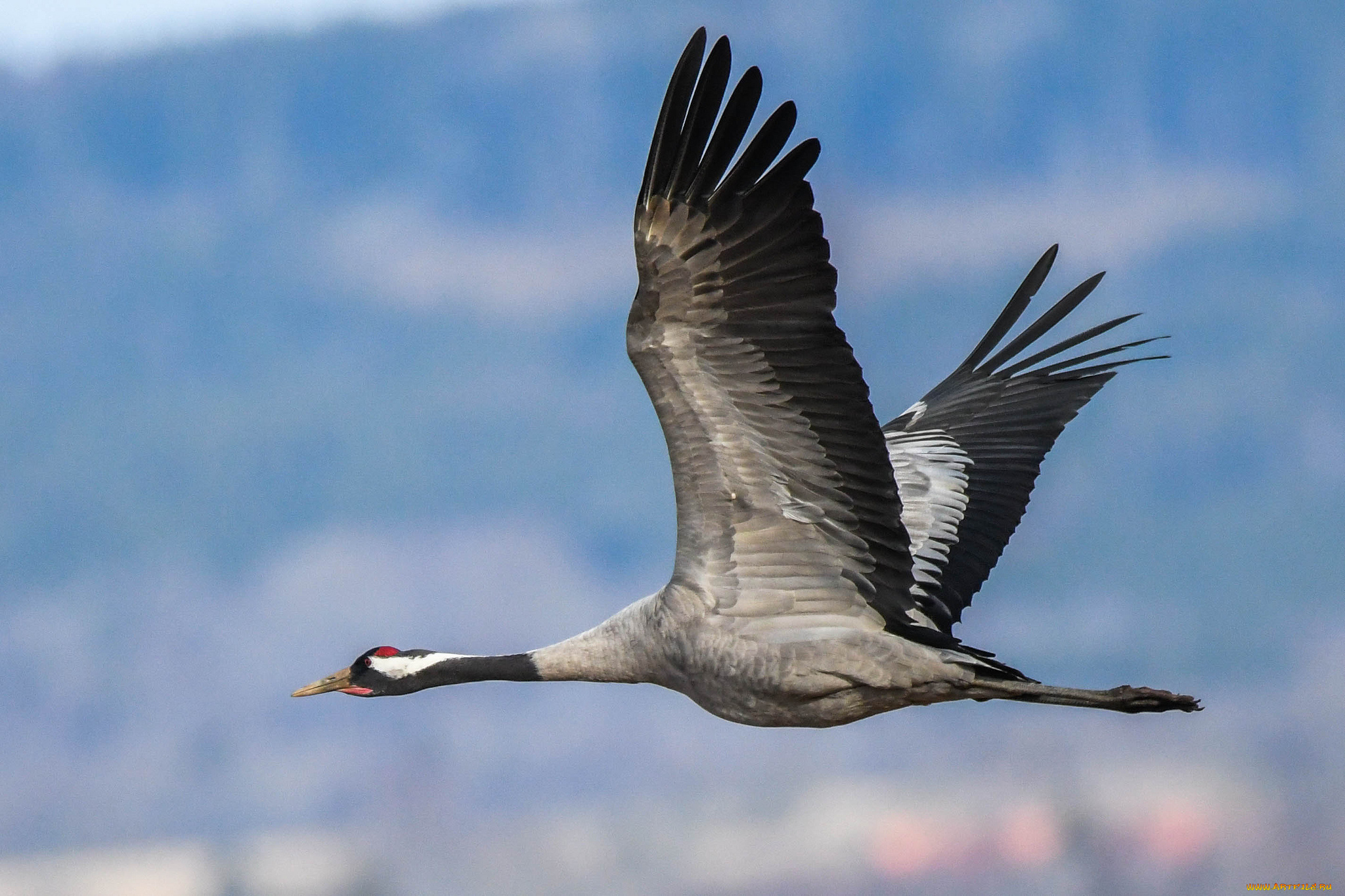 животные, журавли, птичка