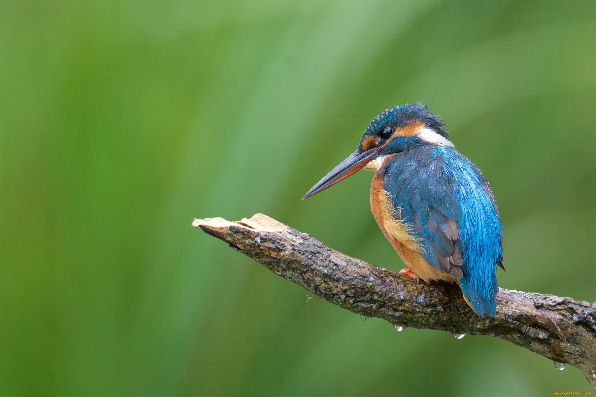 животные, зимородки, птичка