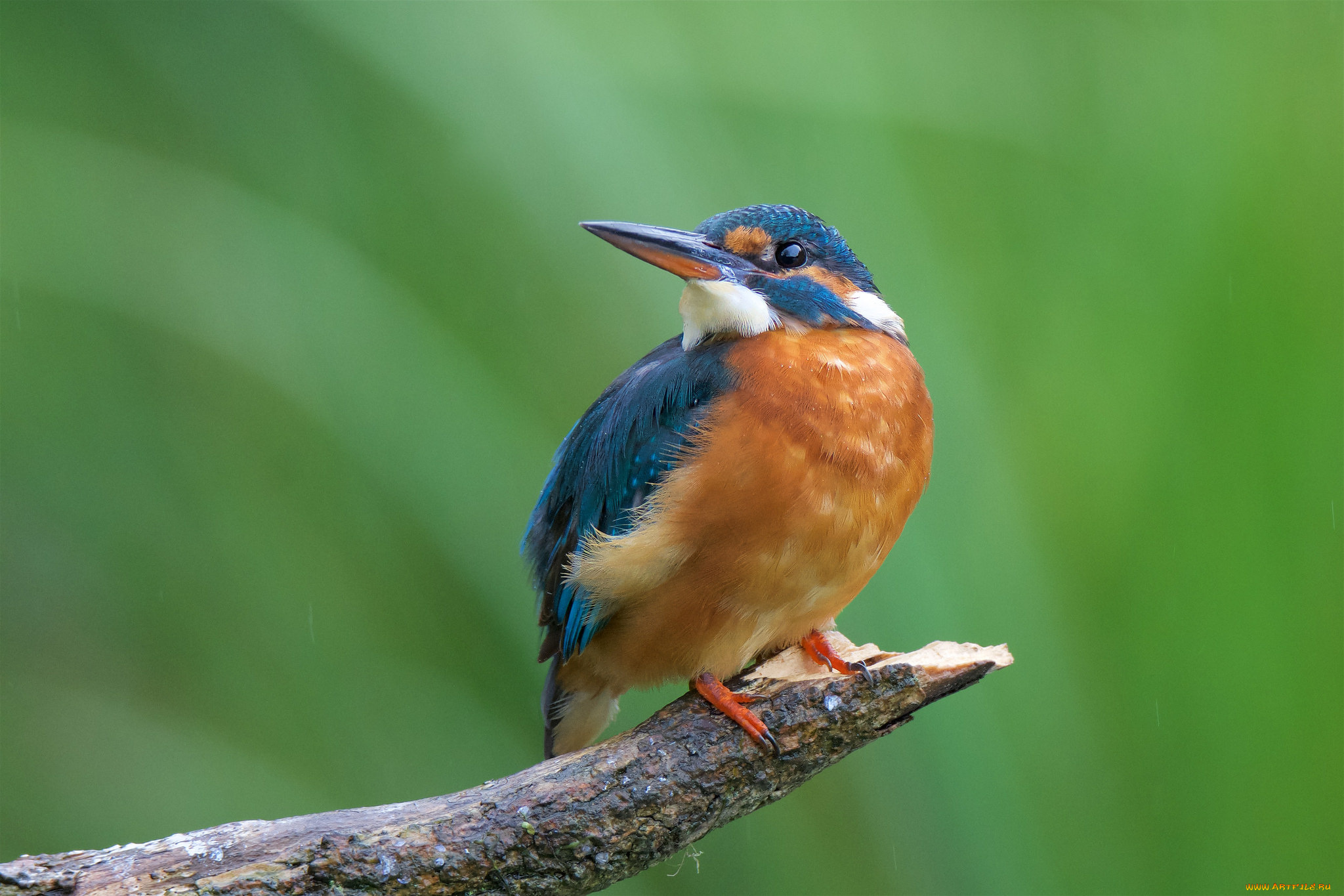 животные, зимородки, птичка