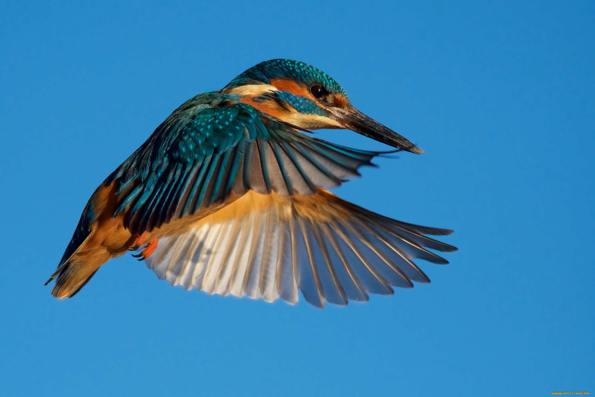 животные, зимородки, птичка