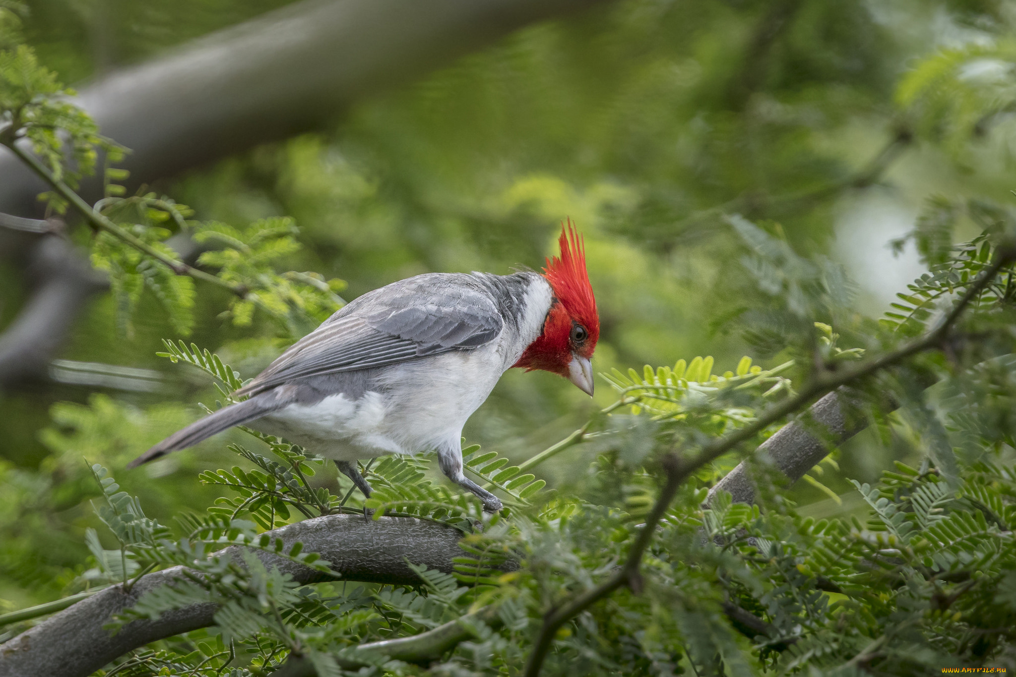 животные, птицы, птичка