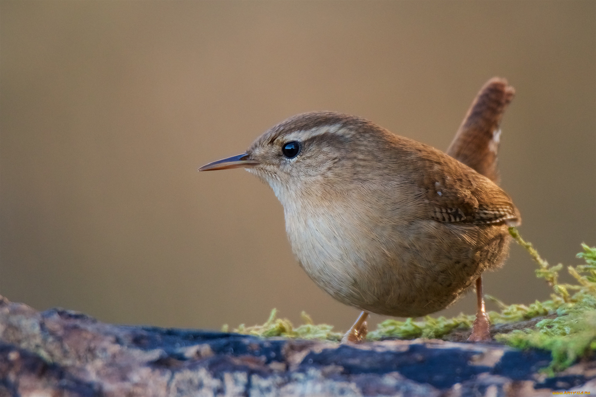 животные, птицы, птичка