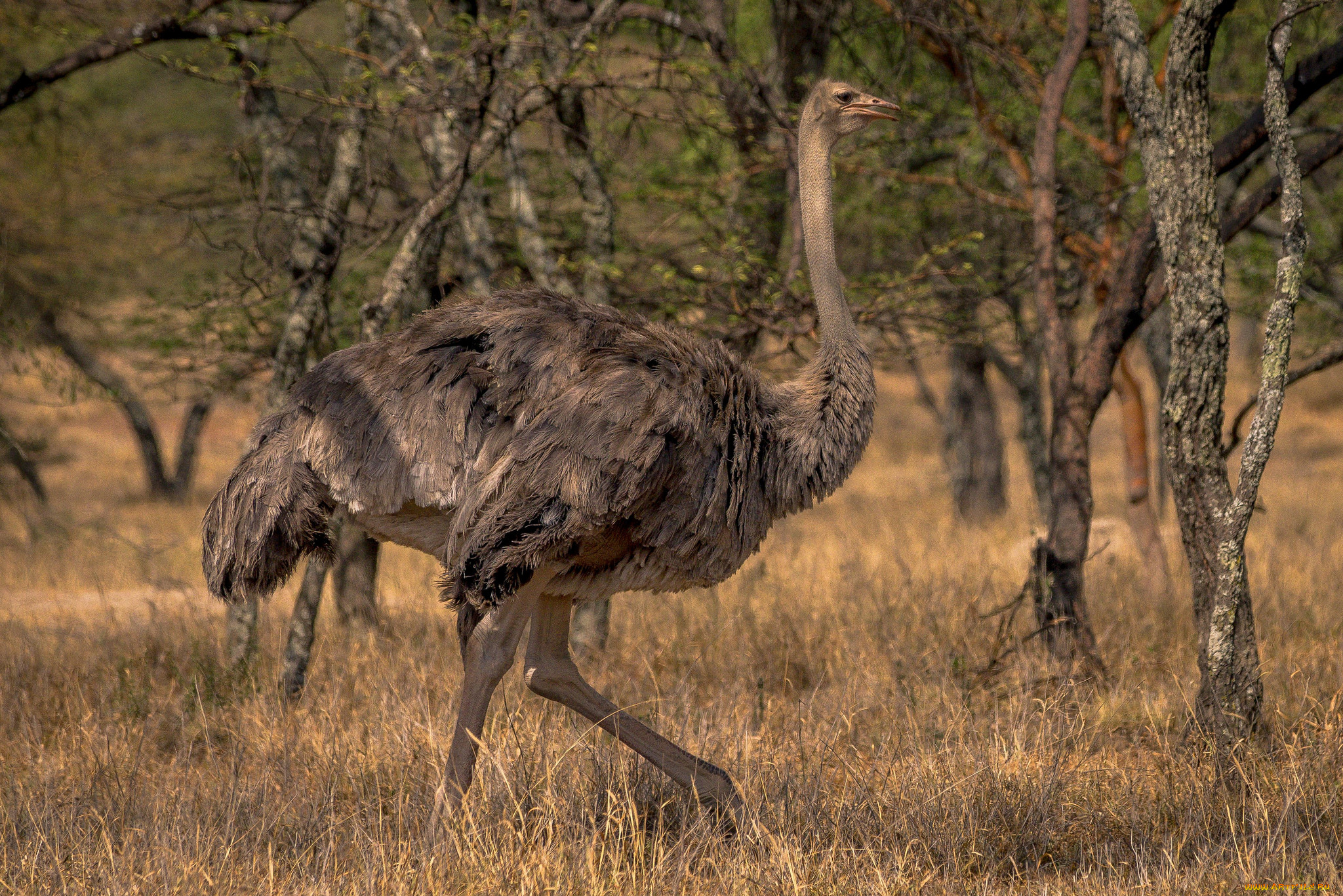животные, страусы, птичка
