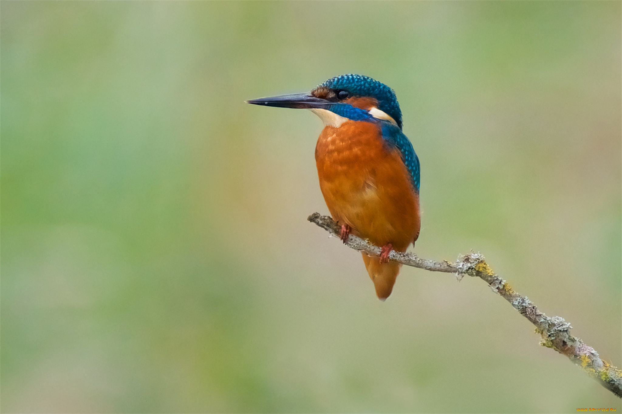 животные, зимородки, птичка