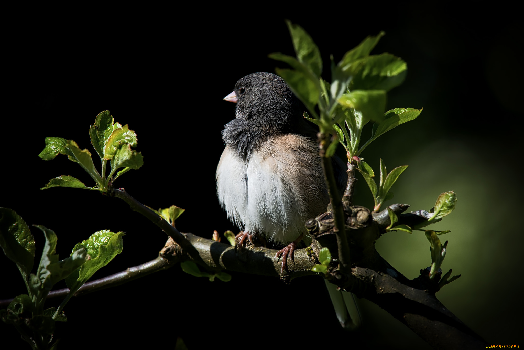 животные, птицы, птичка