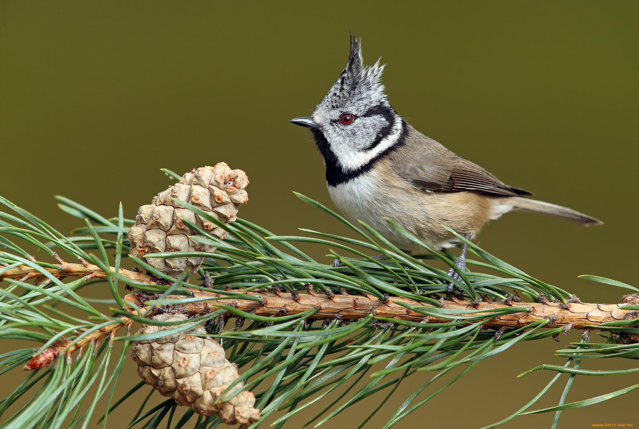животные, синицы, , лазоревки, птичка