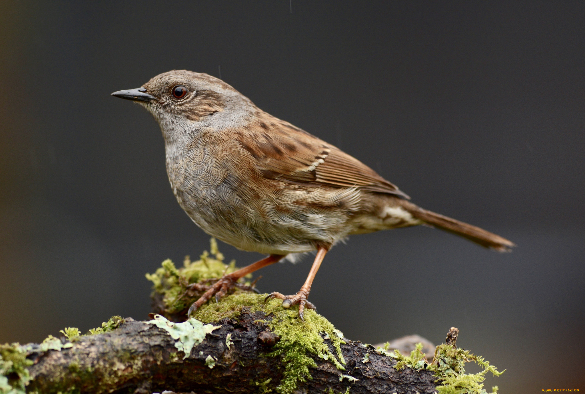 животные, птицы, птичка