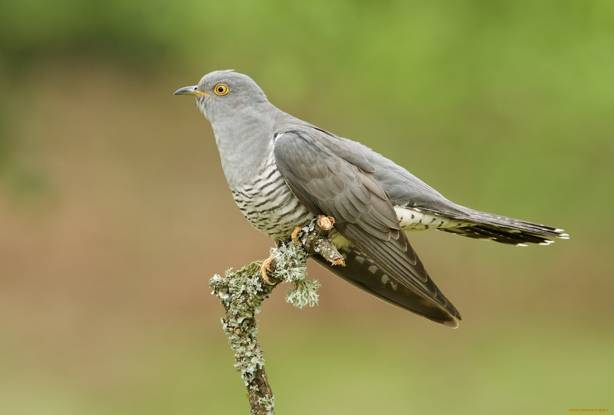 животные, птицы, птичка