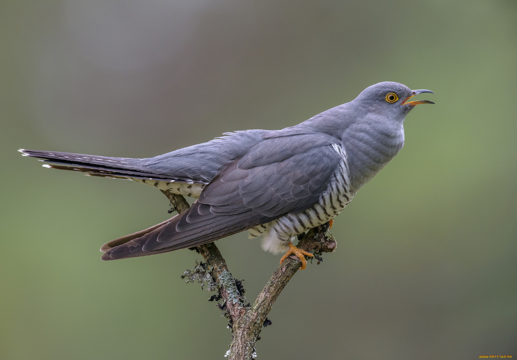 животные, птицы, птичка