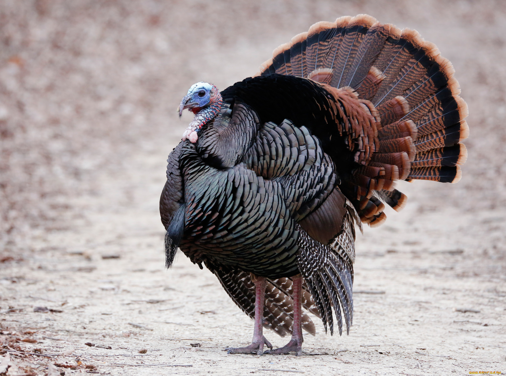 животные, индюки, птичка