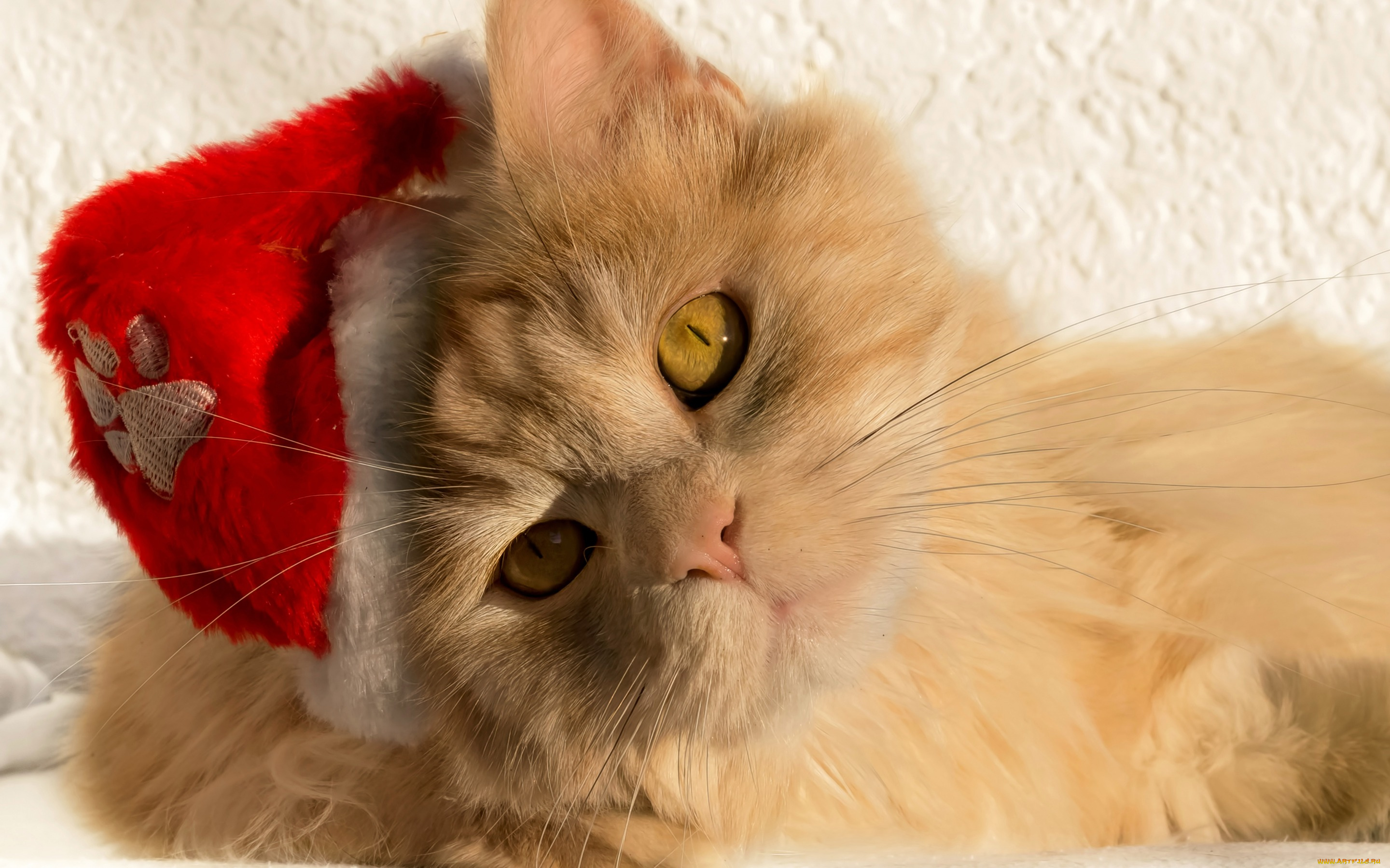 животные, коты, мордочка, взгляд, кот, кошка