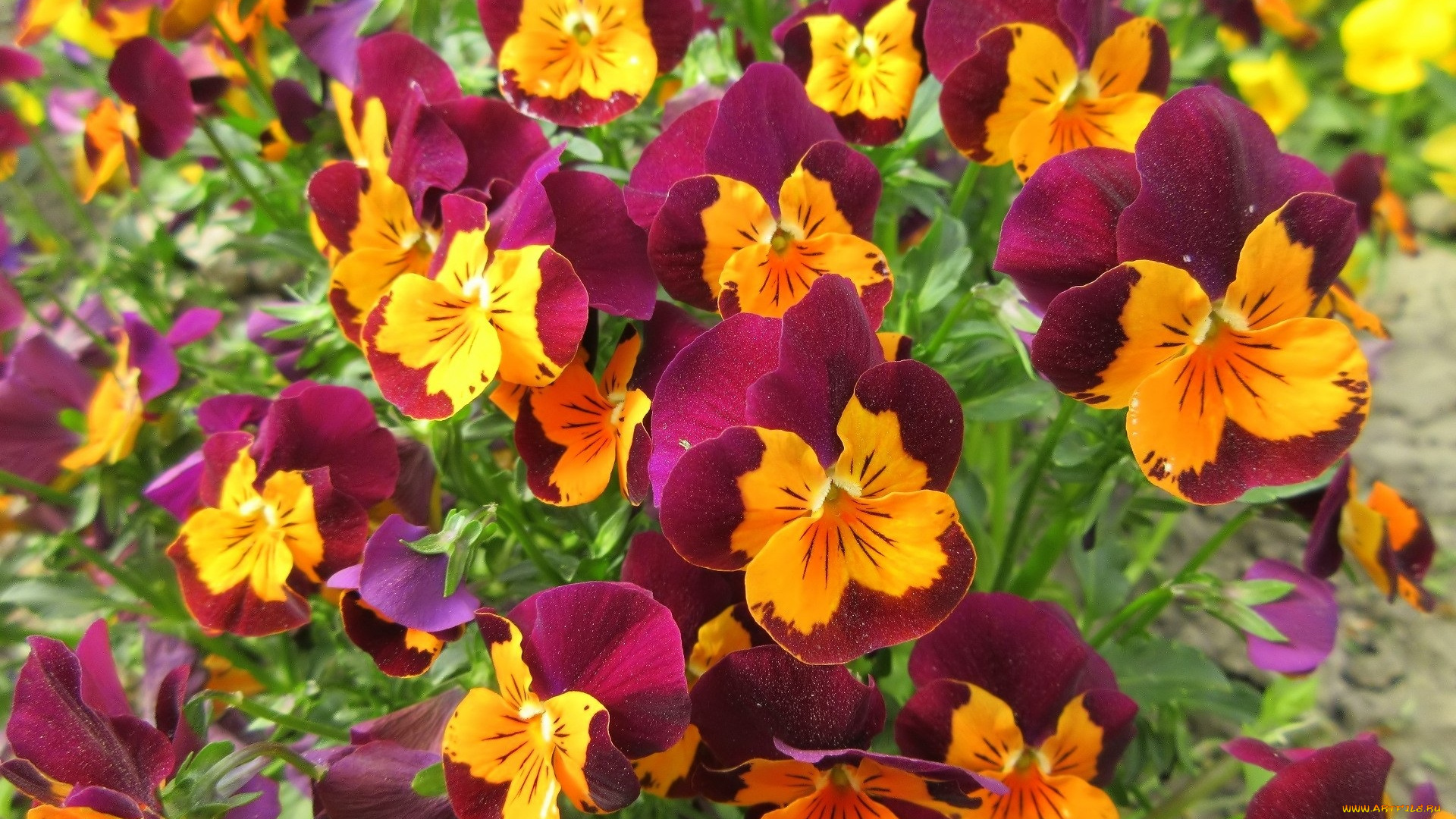 цветы, анютины, глазки, , садовые, фиалки, весна, 2018