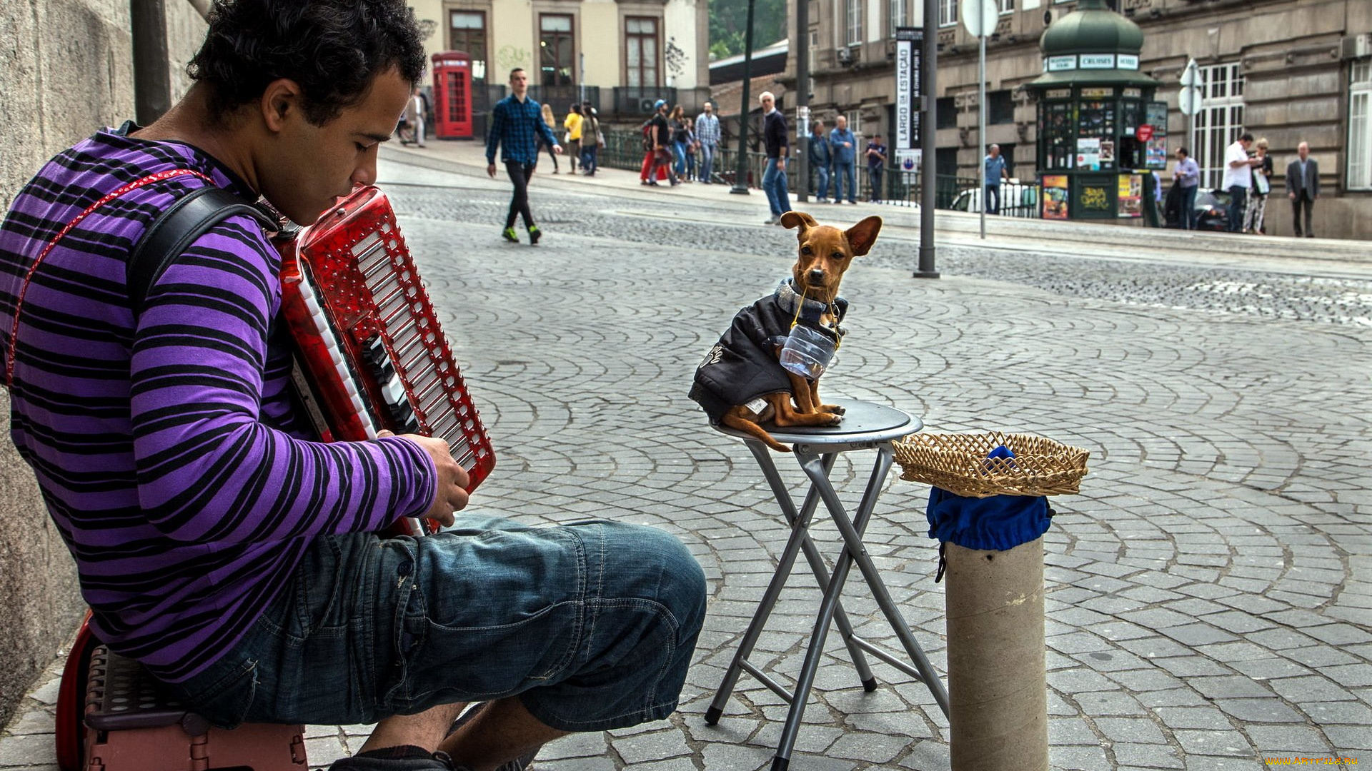 музыка, -другое, юноша, баян, собака, улица
