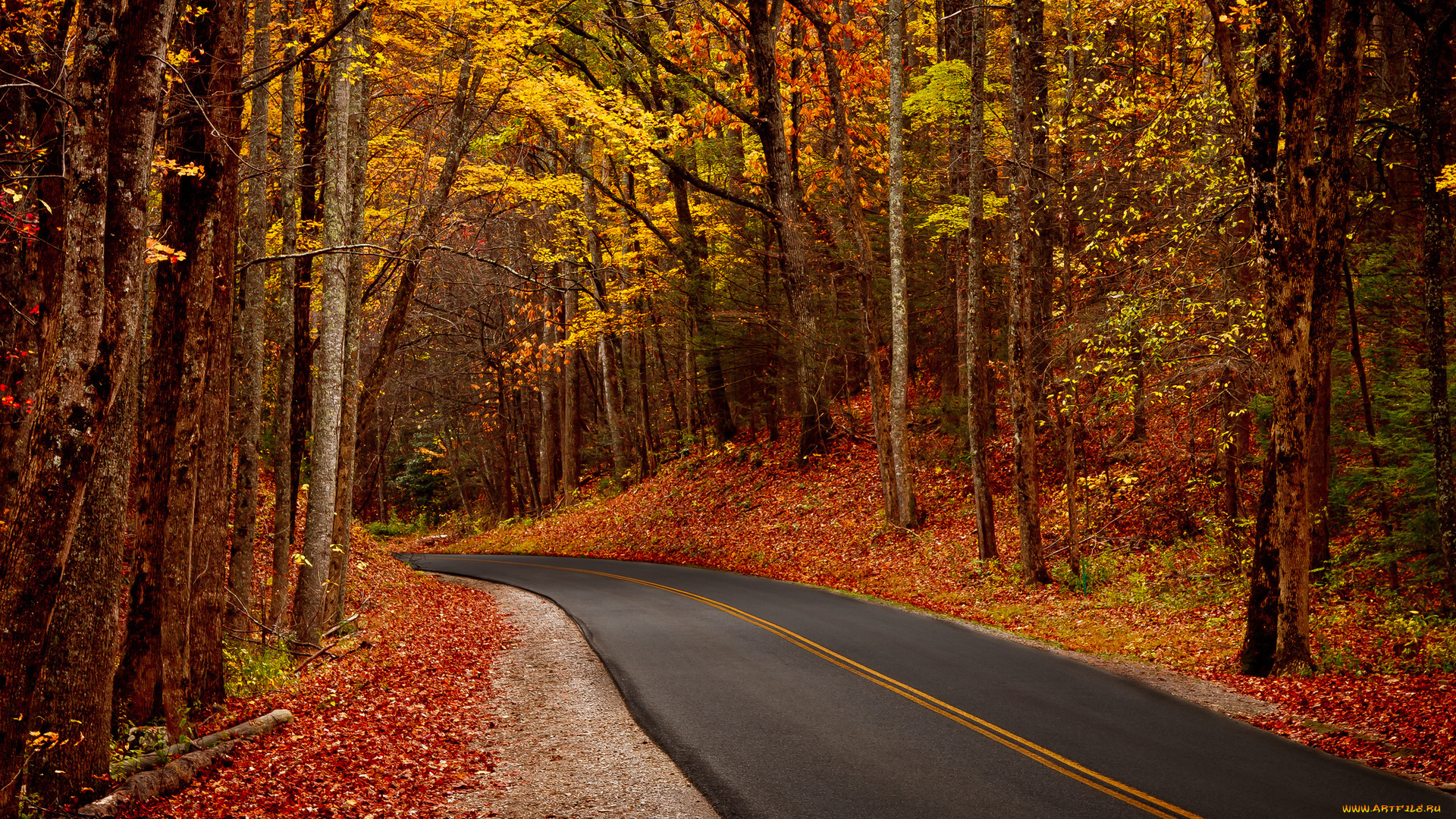 природа, дороги, дорога, лес, осень