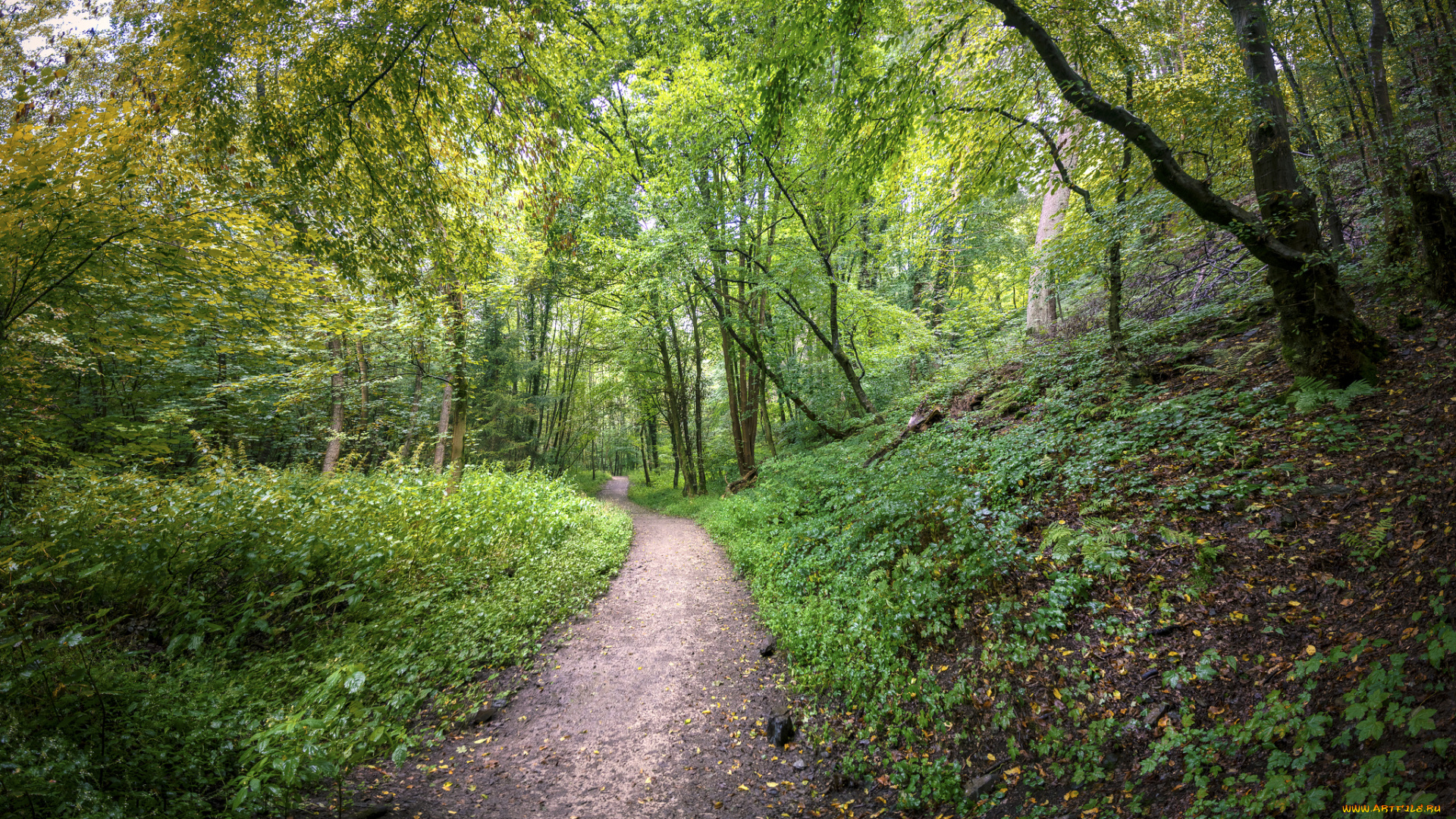 природа, дороги, простор