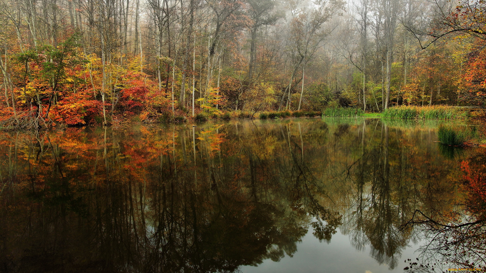 природа, реки, озера, лес, озеро