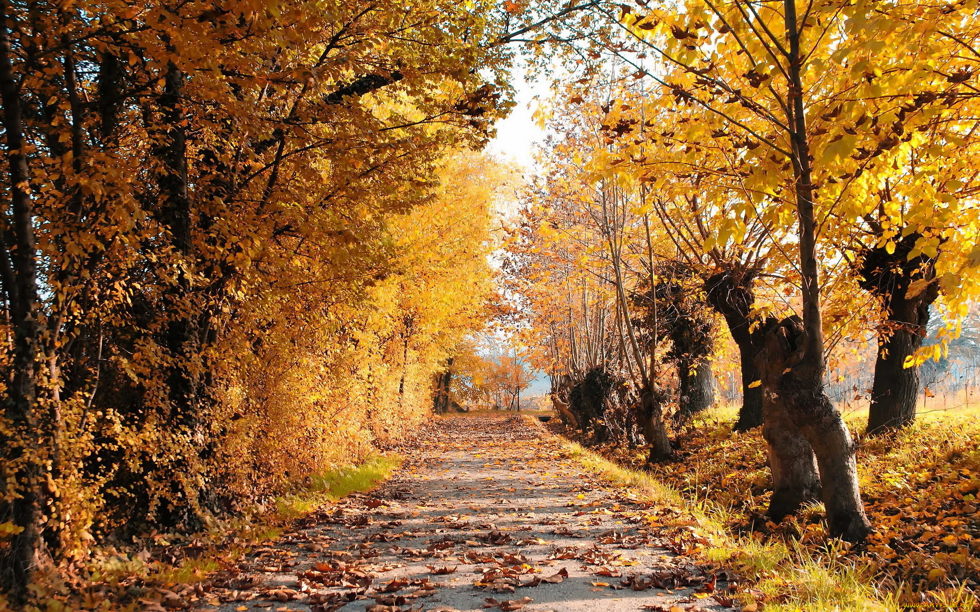 природа, дороги, очень, лес, деревья, дорога