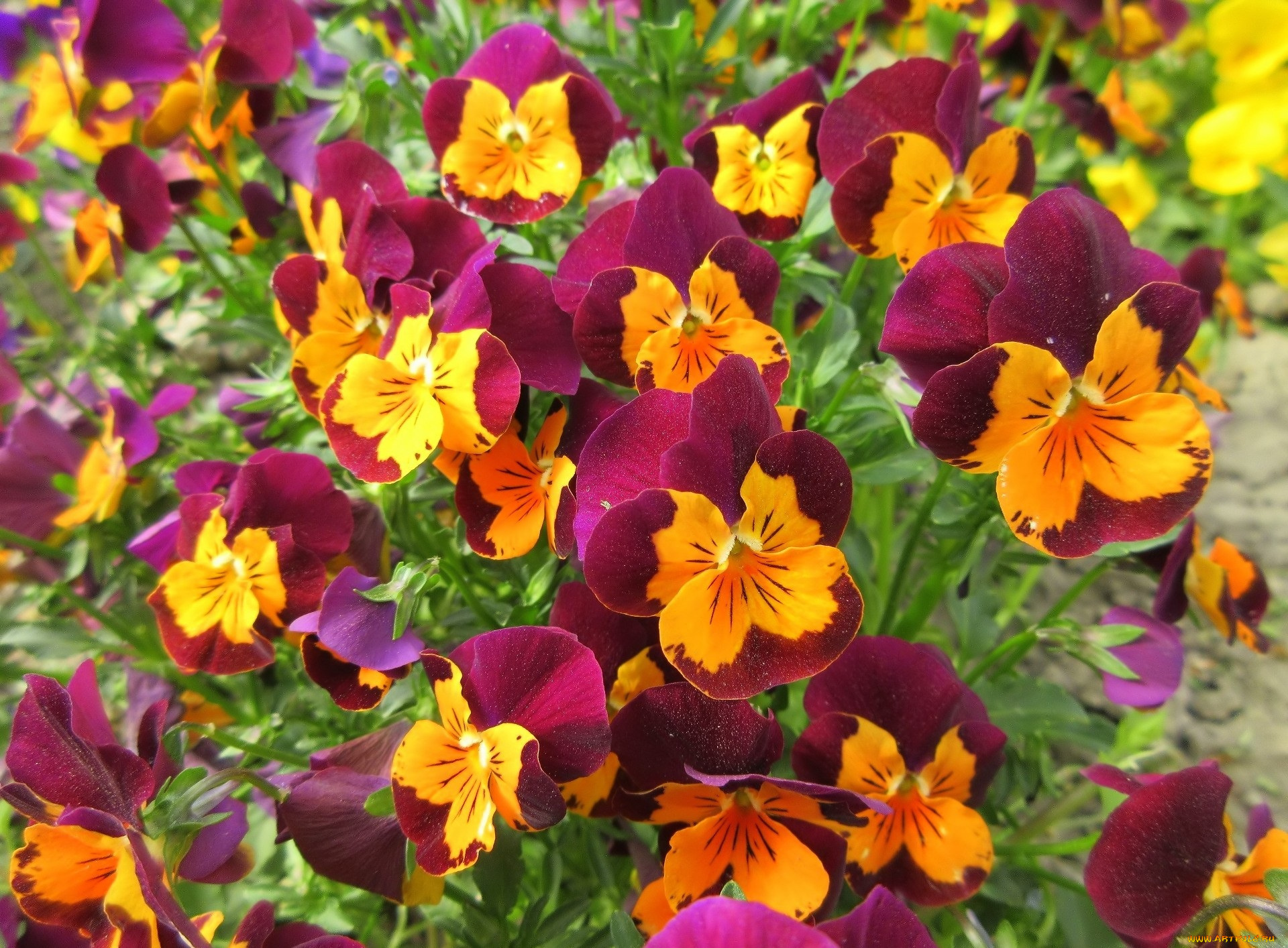 цветы, анютины, глазки, , садовые, фиалки, весна, 2018