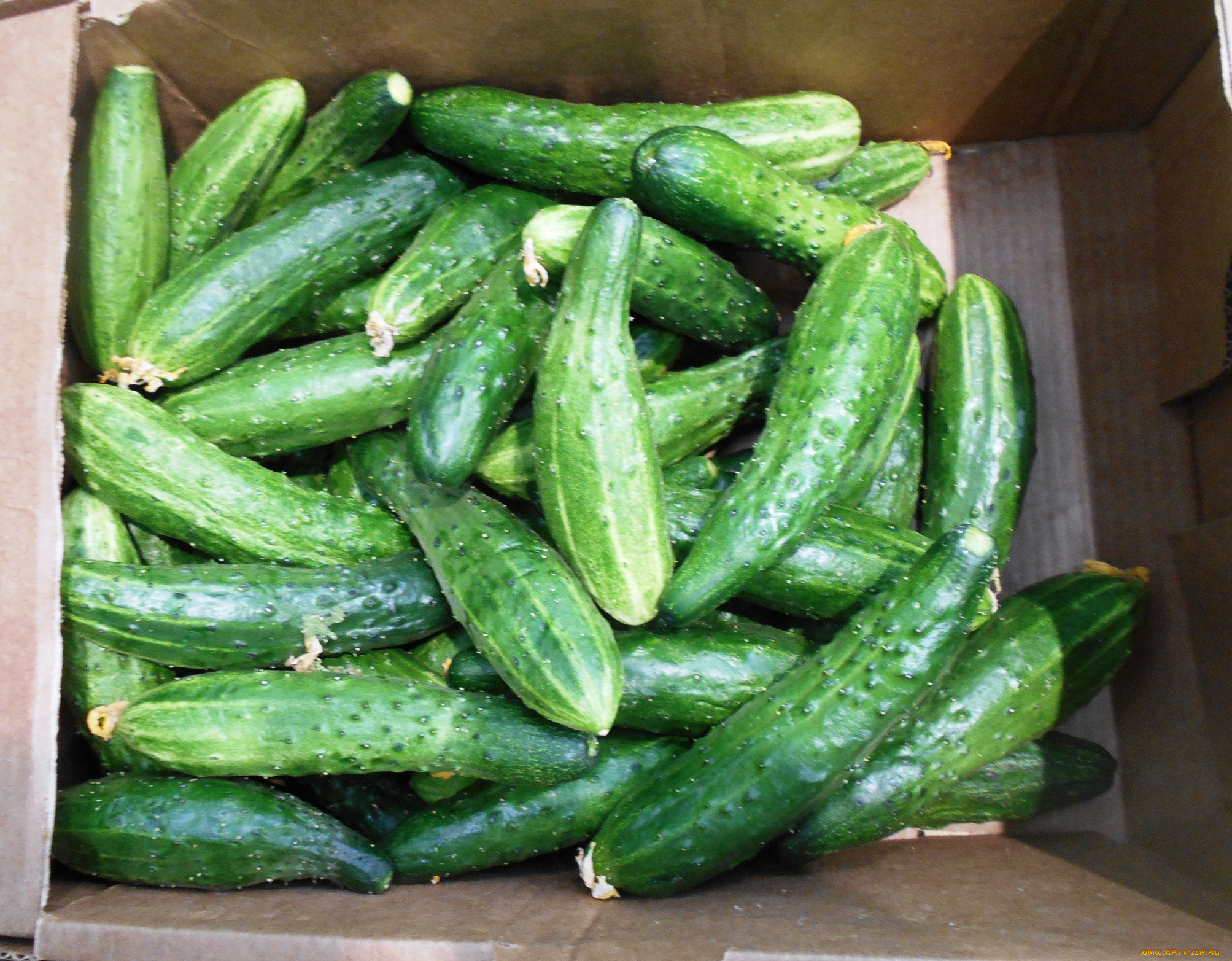 еда, огурцы