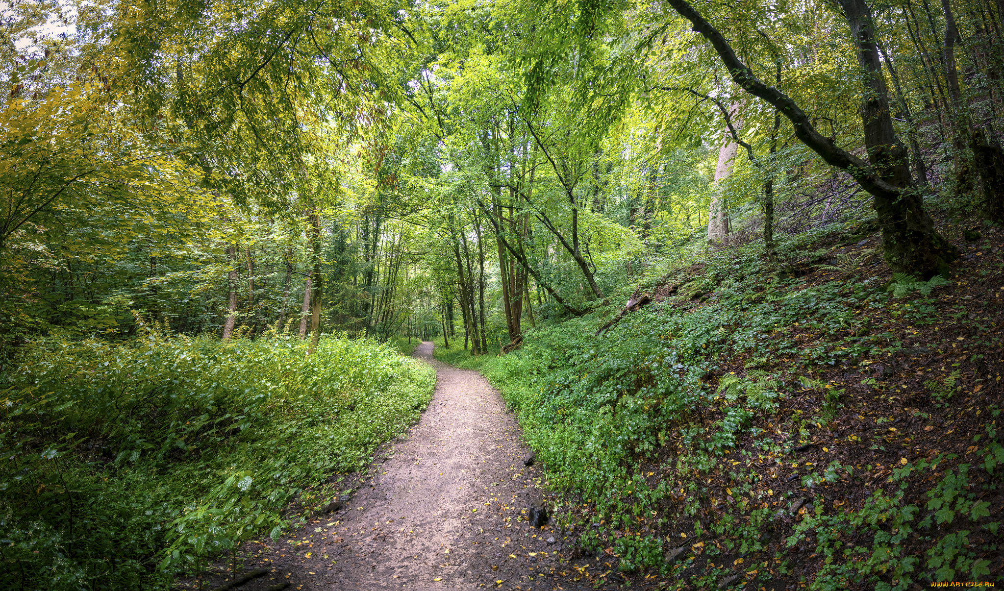 природа, дороги, простор