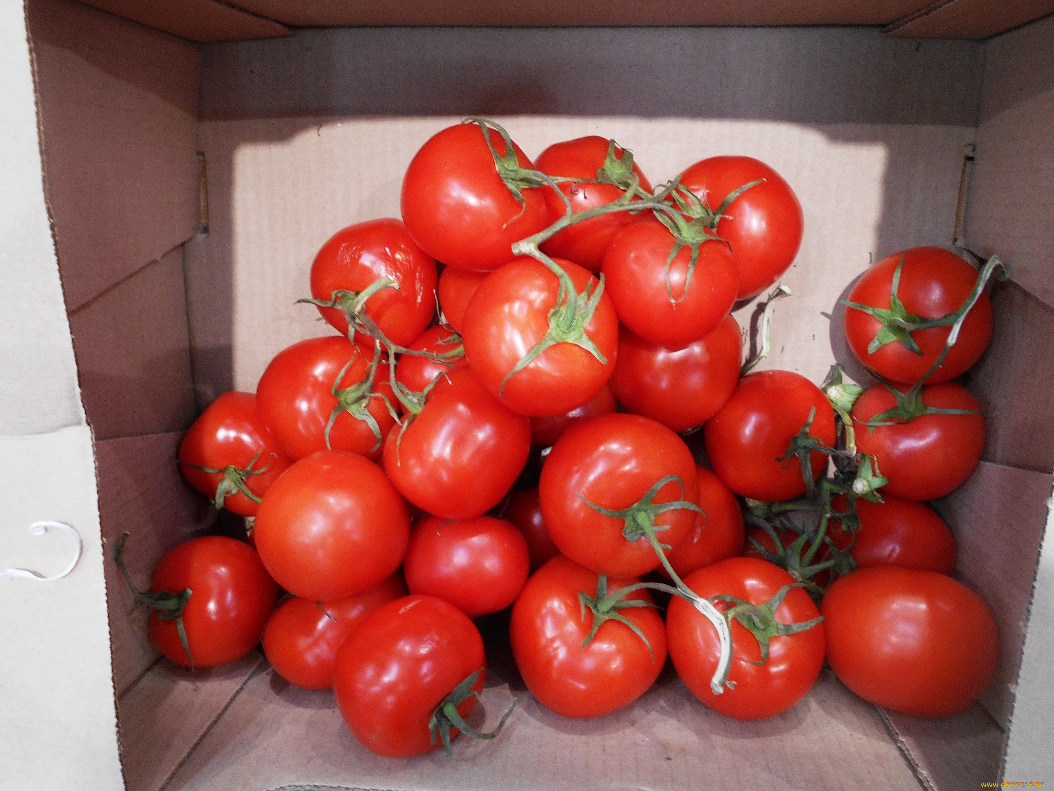 еда, помидоры, томаты